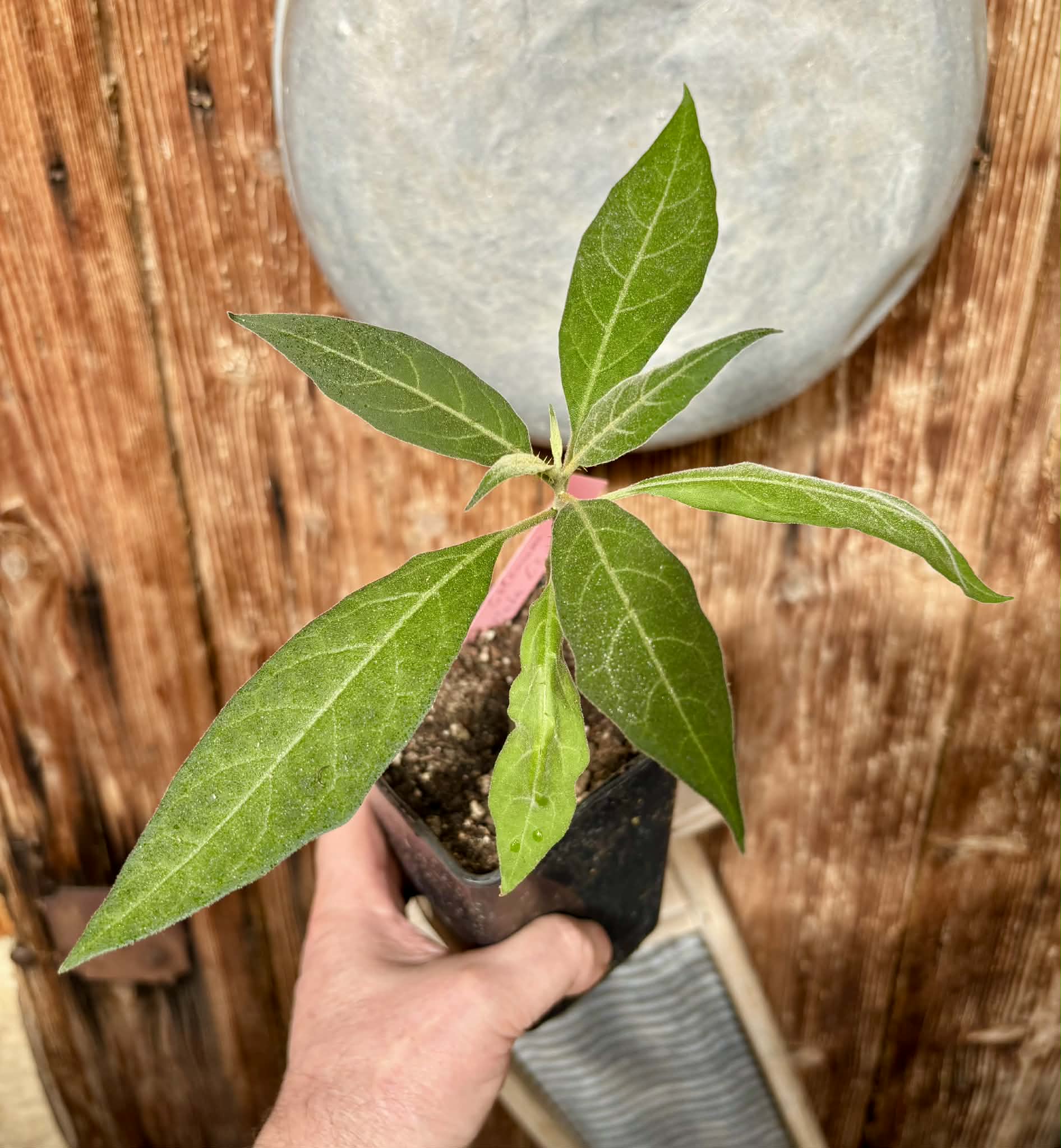 Solanum sp. Mata Escura - 1 potted plant / 1 getopfte Pflanze