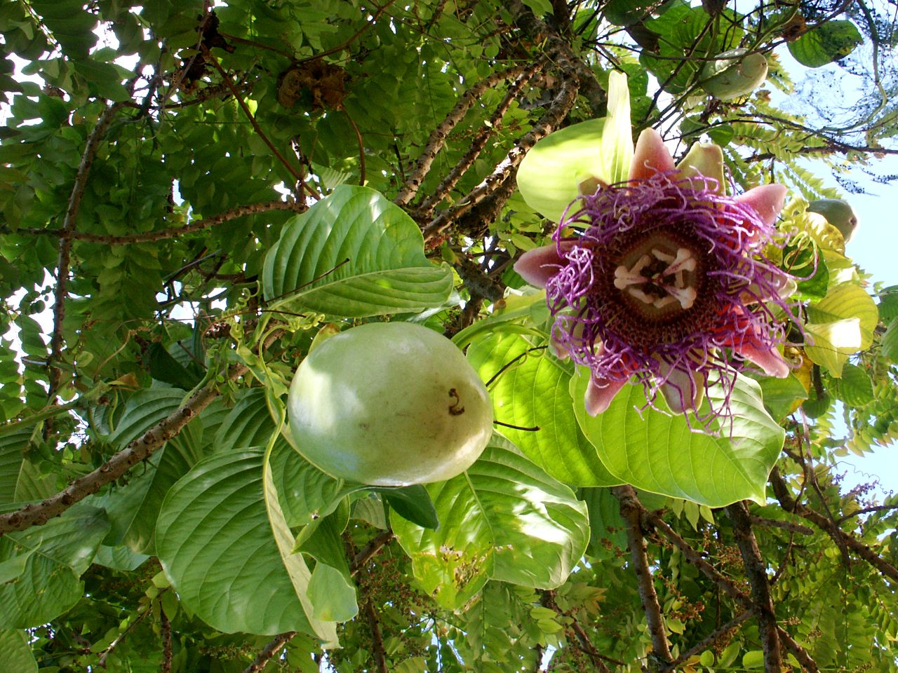 Passiflora quadrangularis - 5 fresh seeds / 5 frische Samen