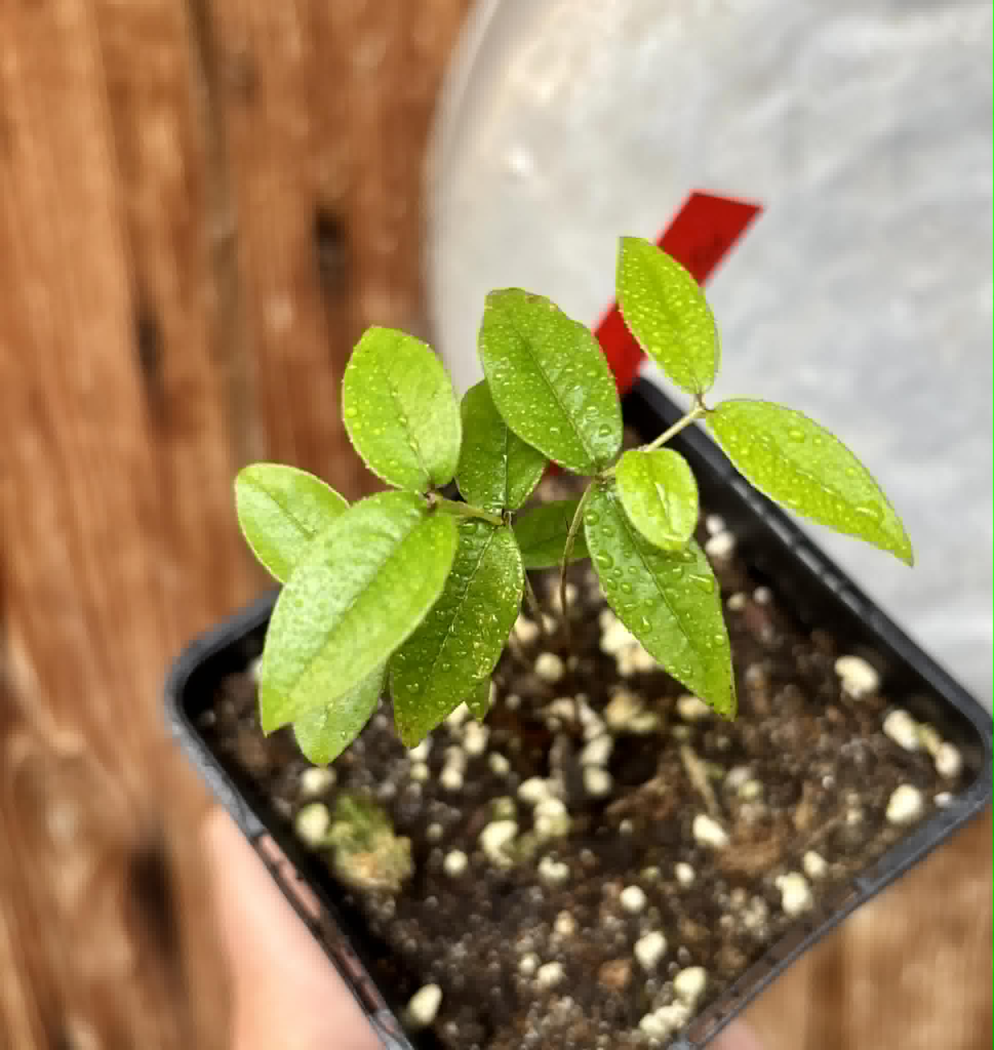 Plinia coronata var. Olho de Boi Seleção - 1 potted seedling / 1 getopfter Sämling