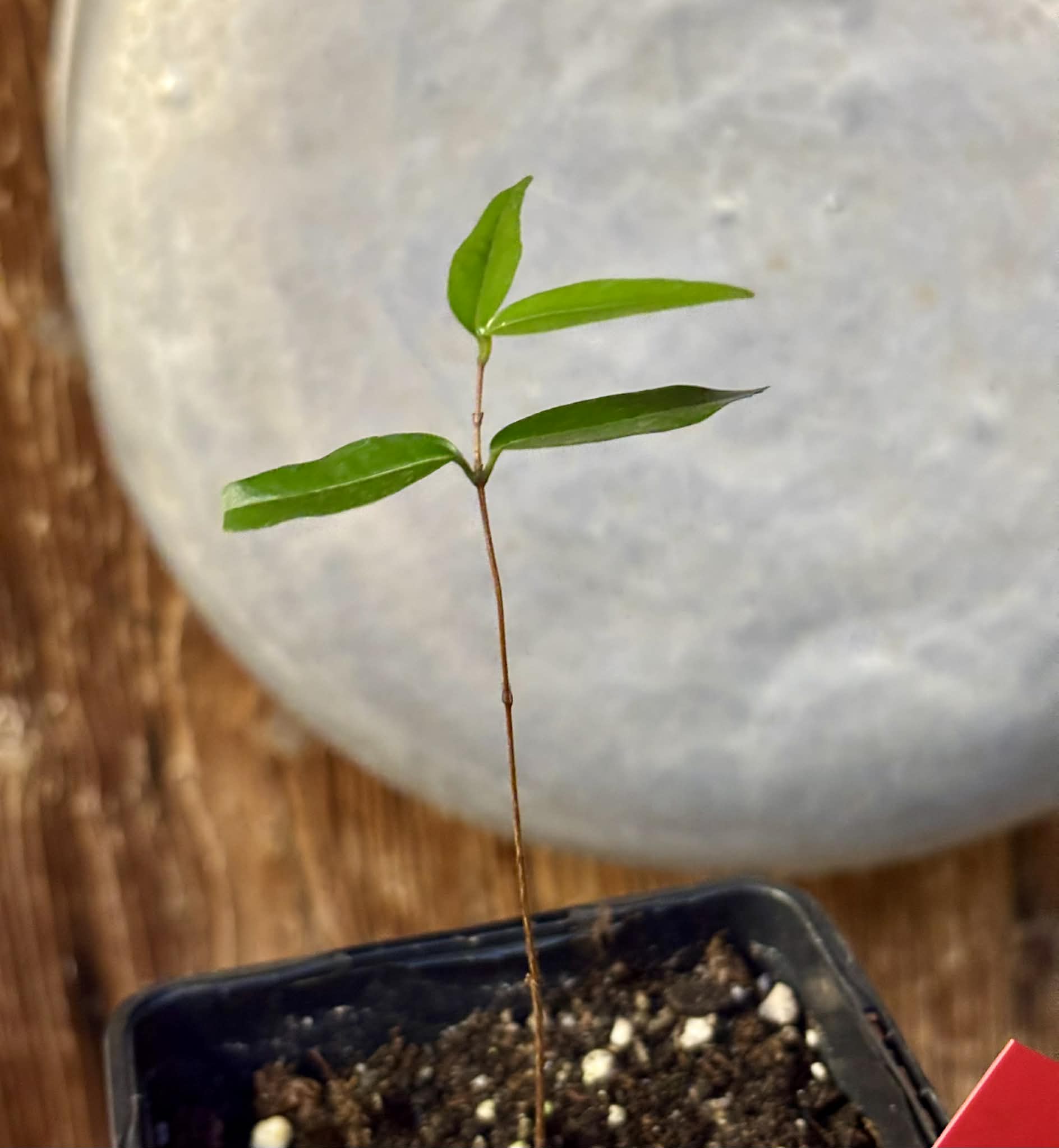 Neomitranthes sp Rubi - 1 potted seedling / 1 getopfter Sämling