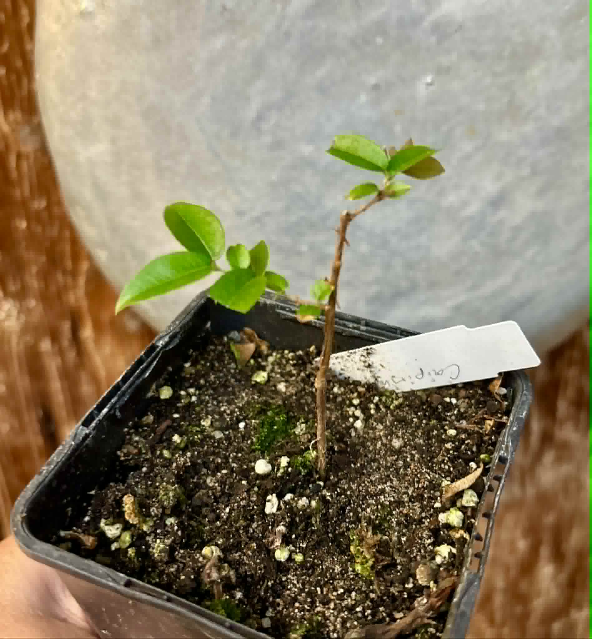 Plinia sp Caipirinha - Guapurium caipirinha - 1 potted seedling / 1 getopfter Sämling