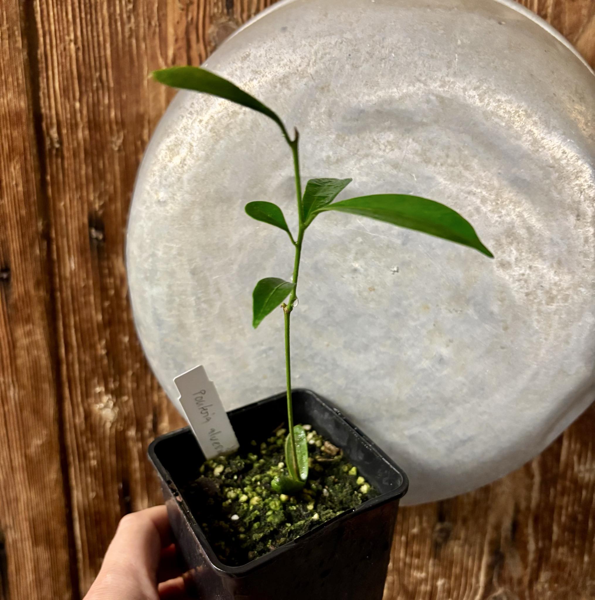 Pouteria alvesii - 1 small potted seedling / 1 kleiner, getopfter Sämling