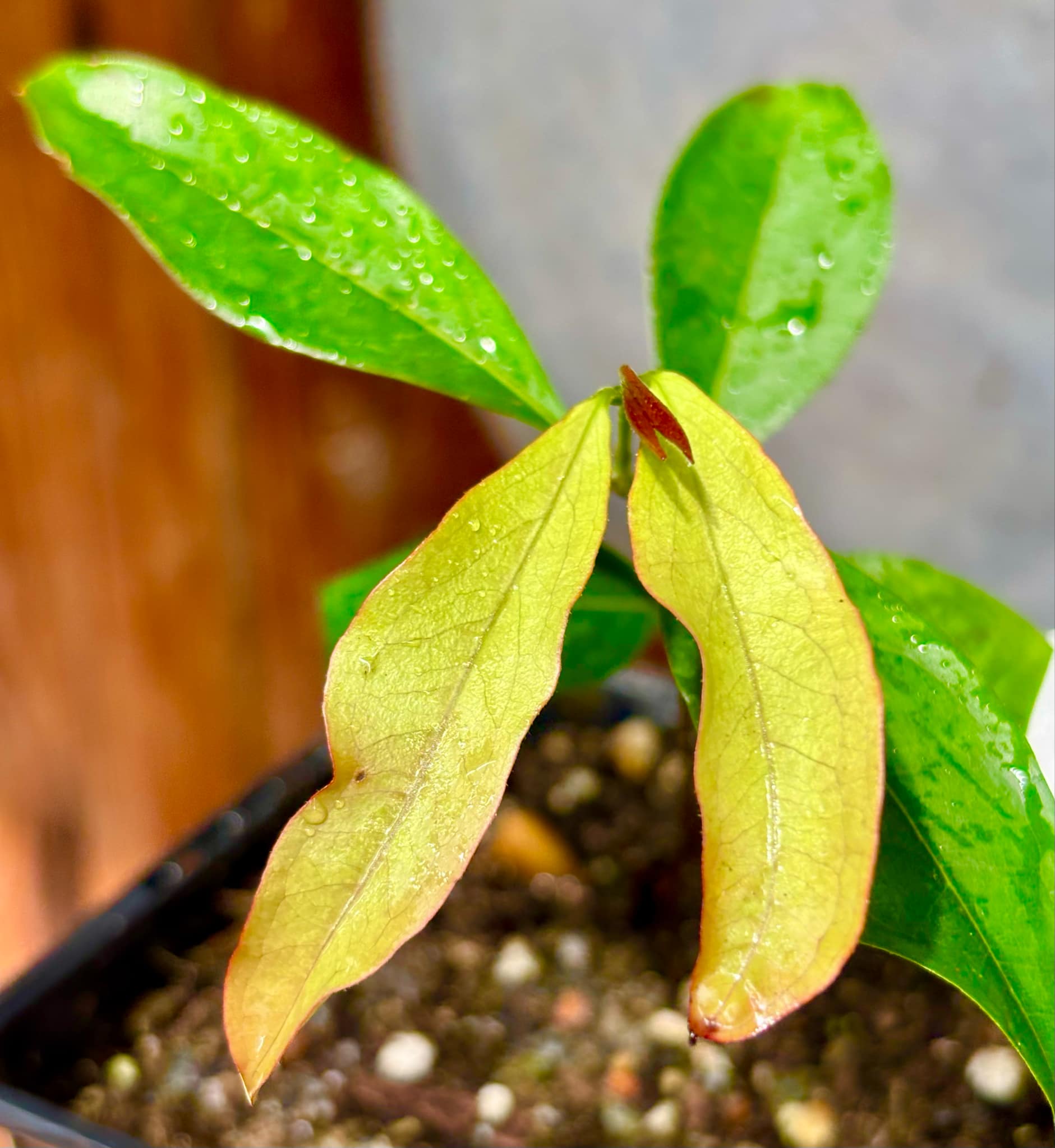 Eugenia florida - 1 potted plant / 1 getopfte Pflanze