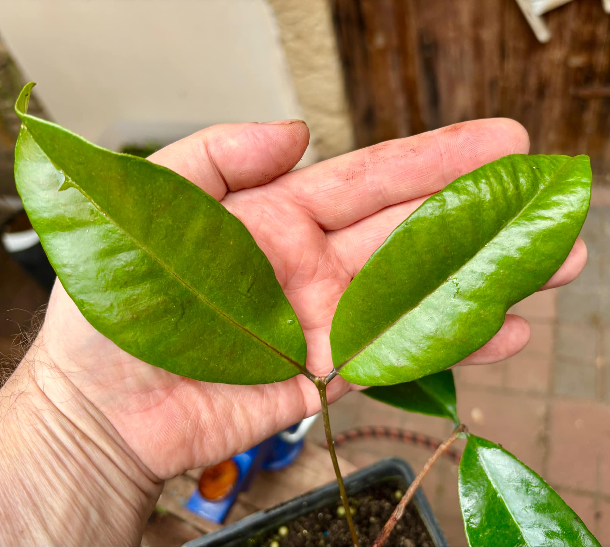 Eugenia sp BIG Eugenao Bolao -  1 potted plant / 1 getopfte Pflanze 
