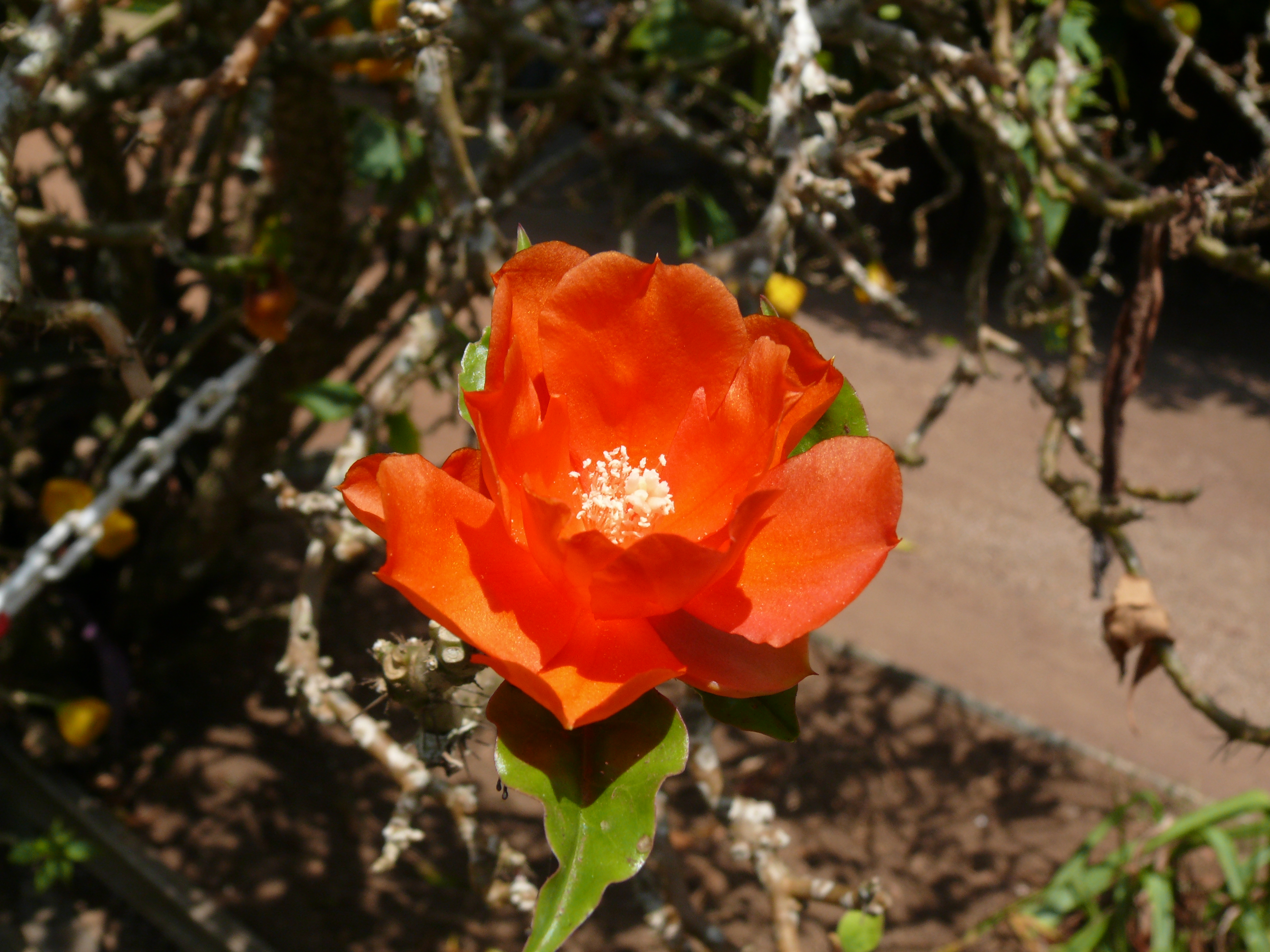 Rooted cutting - Pereskia bleo - Leuenbergeria bleo - 1 potted plant / 1 getopfte Pflanze