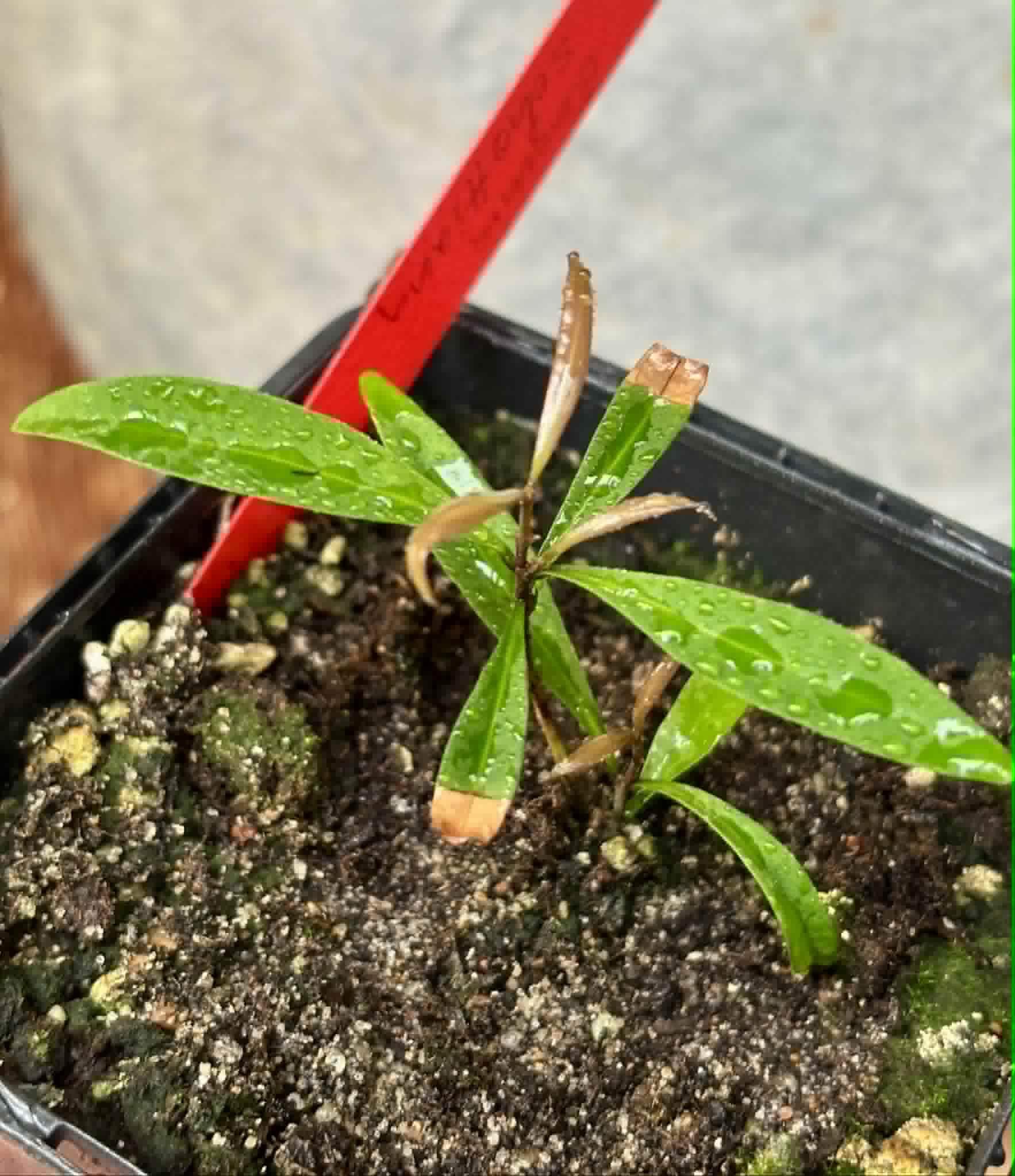 Eugenia schottiana -  1 small potted seedling / 1 kleiner, getopfter Sämling