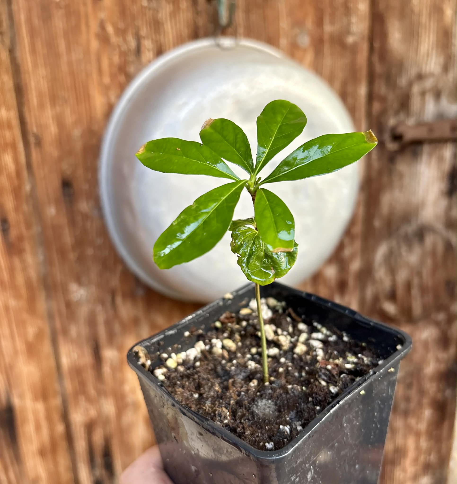 Marmixa (Pradosia lactescens) - 1 potted plant / 1 getopfte Pflanze