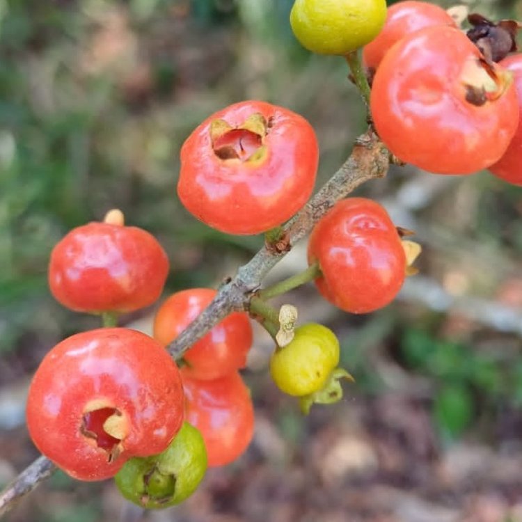 Eugenia pisiformis - Uvaia vermelha da mata - 1 fresh seed / 1 frischer Samen