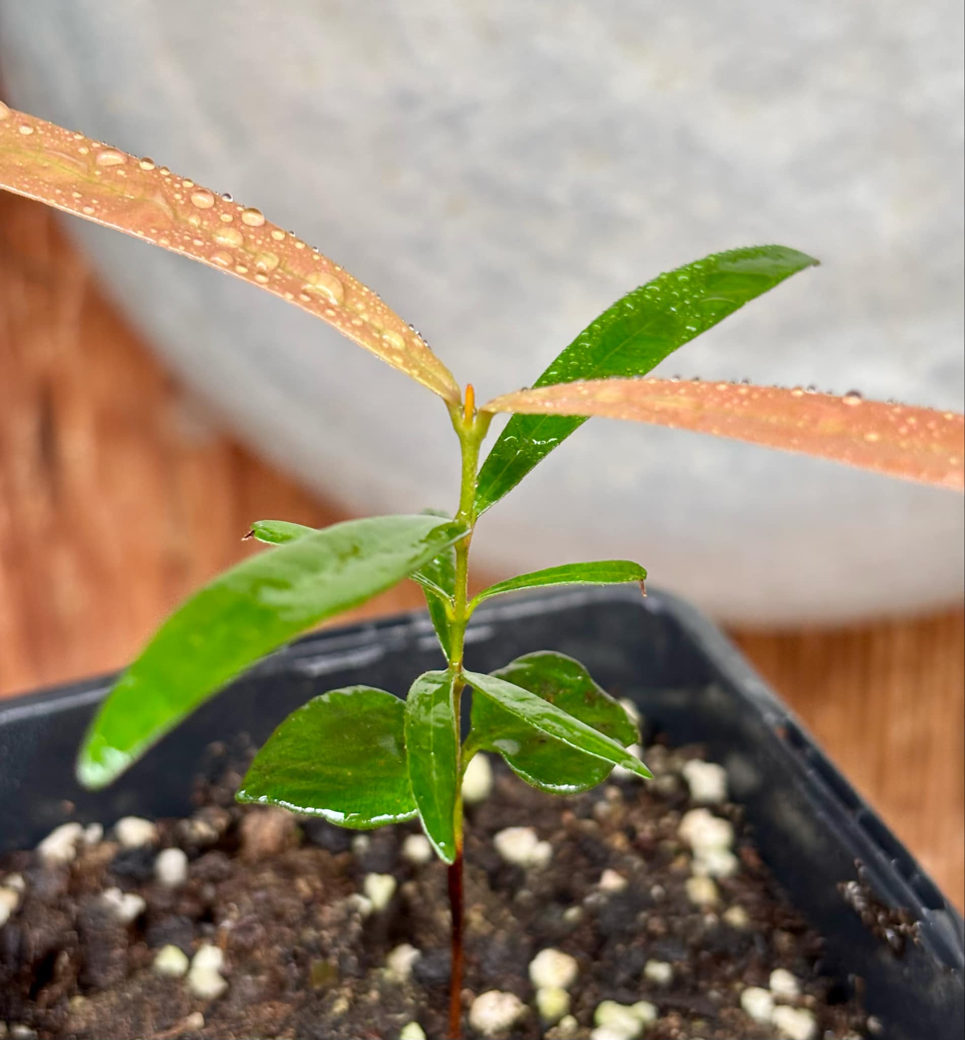 Myrcia luschnathiana -  1 potted seedling / 1 getopfter Sämling