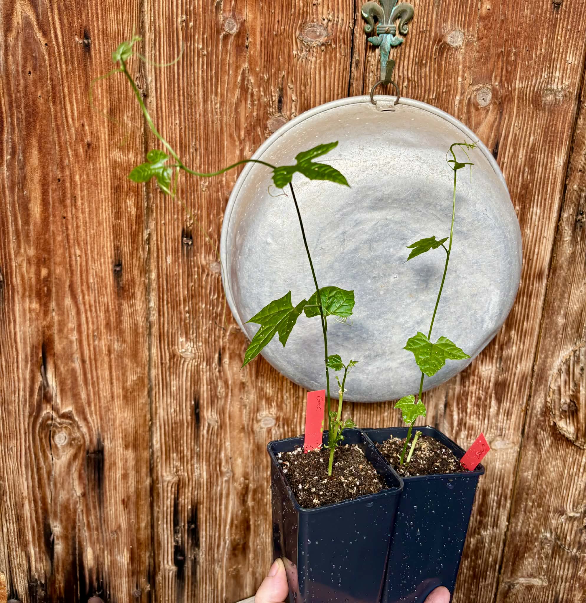 2 plants - Momordica cochinchinensis - Gac fruit - 2 potted plants / 2 getopfte Pflanzen