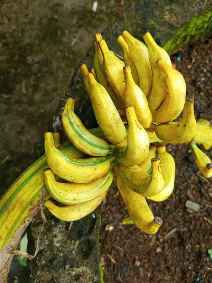 variegated - Musa acuminata Papua - 1 small potted seedling / 1 kleiner, getopfter Sämling