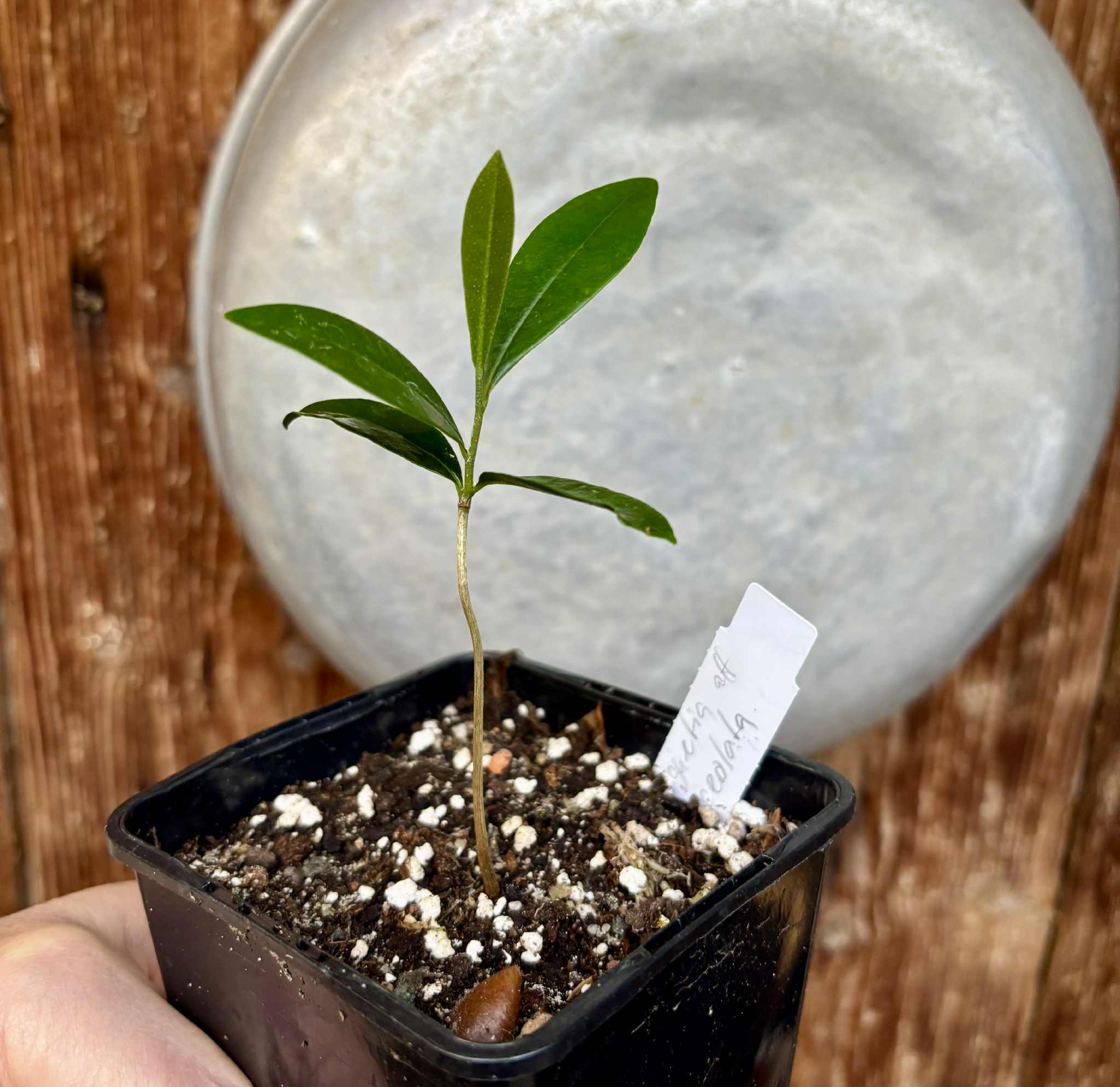 Duguetia aff. lanceolata - Pindauva Roxa -   1 potted plant / 1 getopfte Pflanze Duguetia aff. lanceolata - Pindauva Roxa -   1 potted plant / 1 getopfte Pflanze