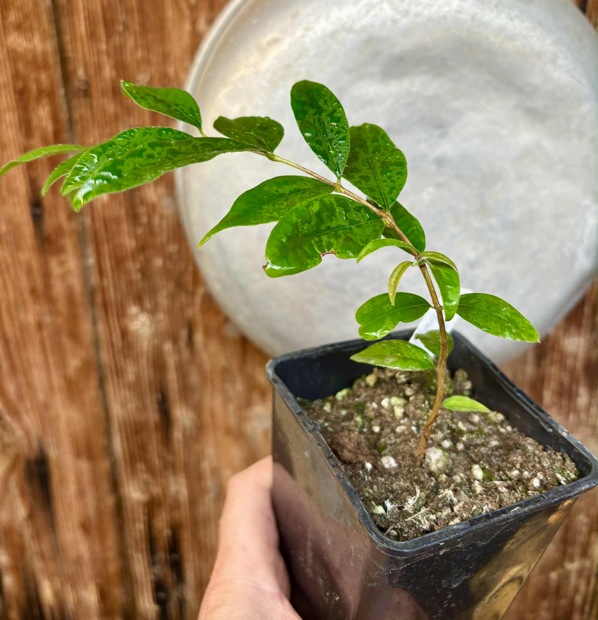 Eugenia sp Guajuba suave -  1 potted seedling / 1 getopfter Sämling Eugenia sp Guajuba suave -  1 potted seedling / 1 getopfter Sämling