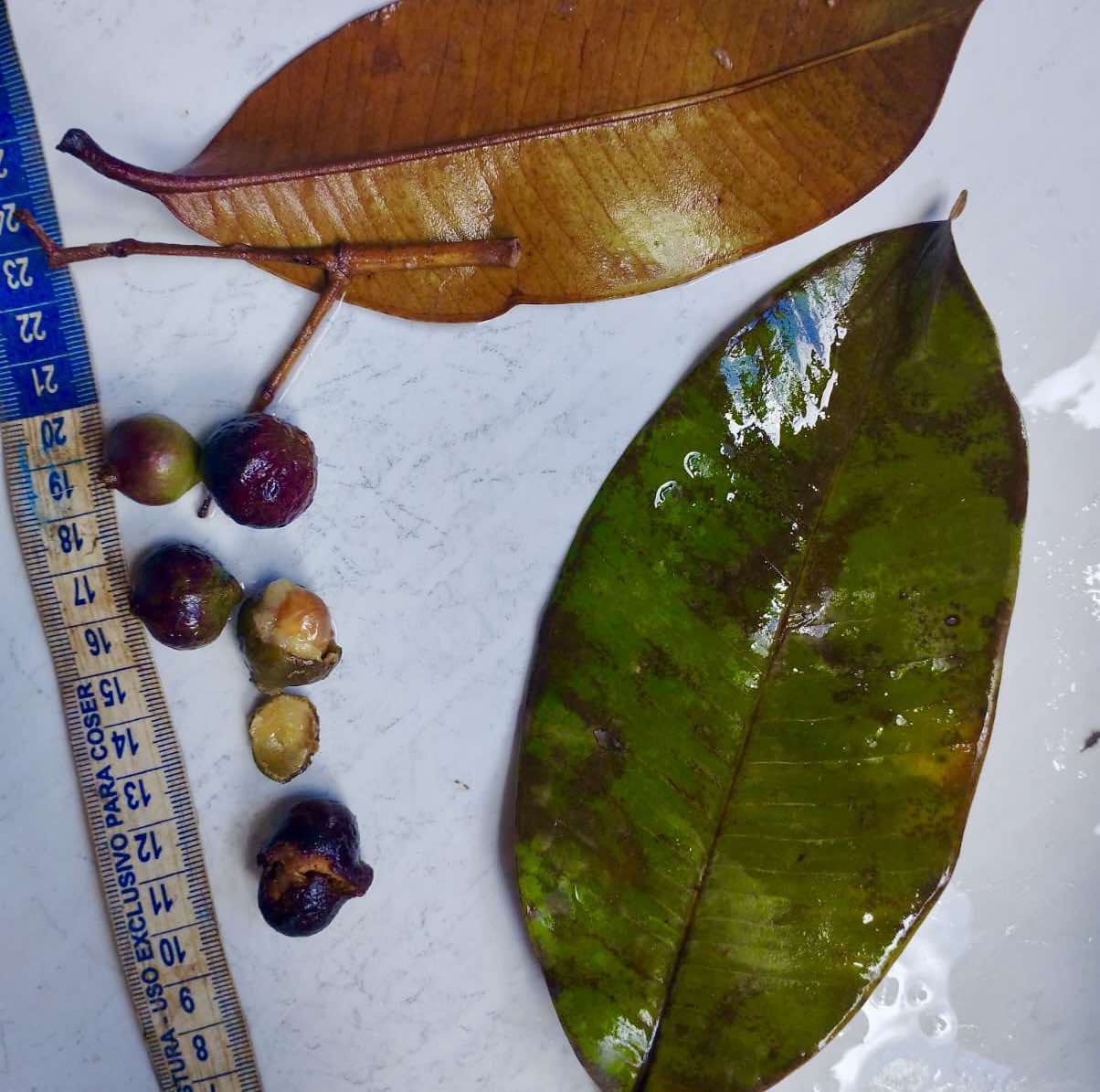 Myrcia micropetala -  1 fresh seed / 1 frischer Samen