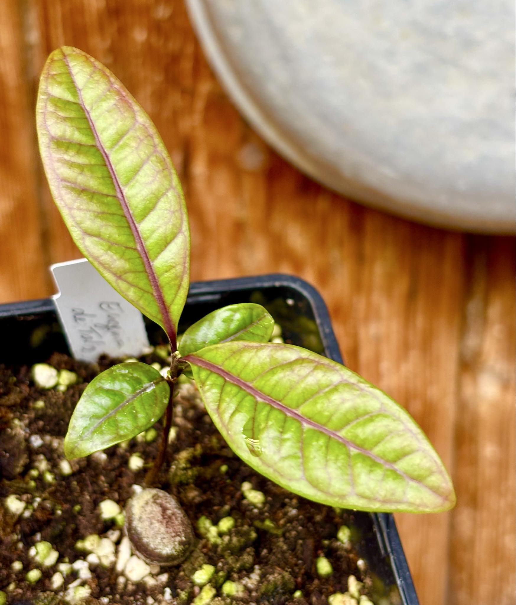 Eugenia sp de Talo -  1 potted seedling / 1 getopfter Sämling