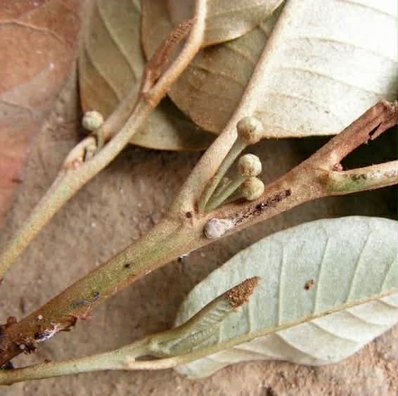 Pre Order - Chrysophyllum splendens  - 1 fresh seed / 1 frischer Samen