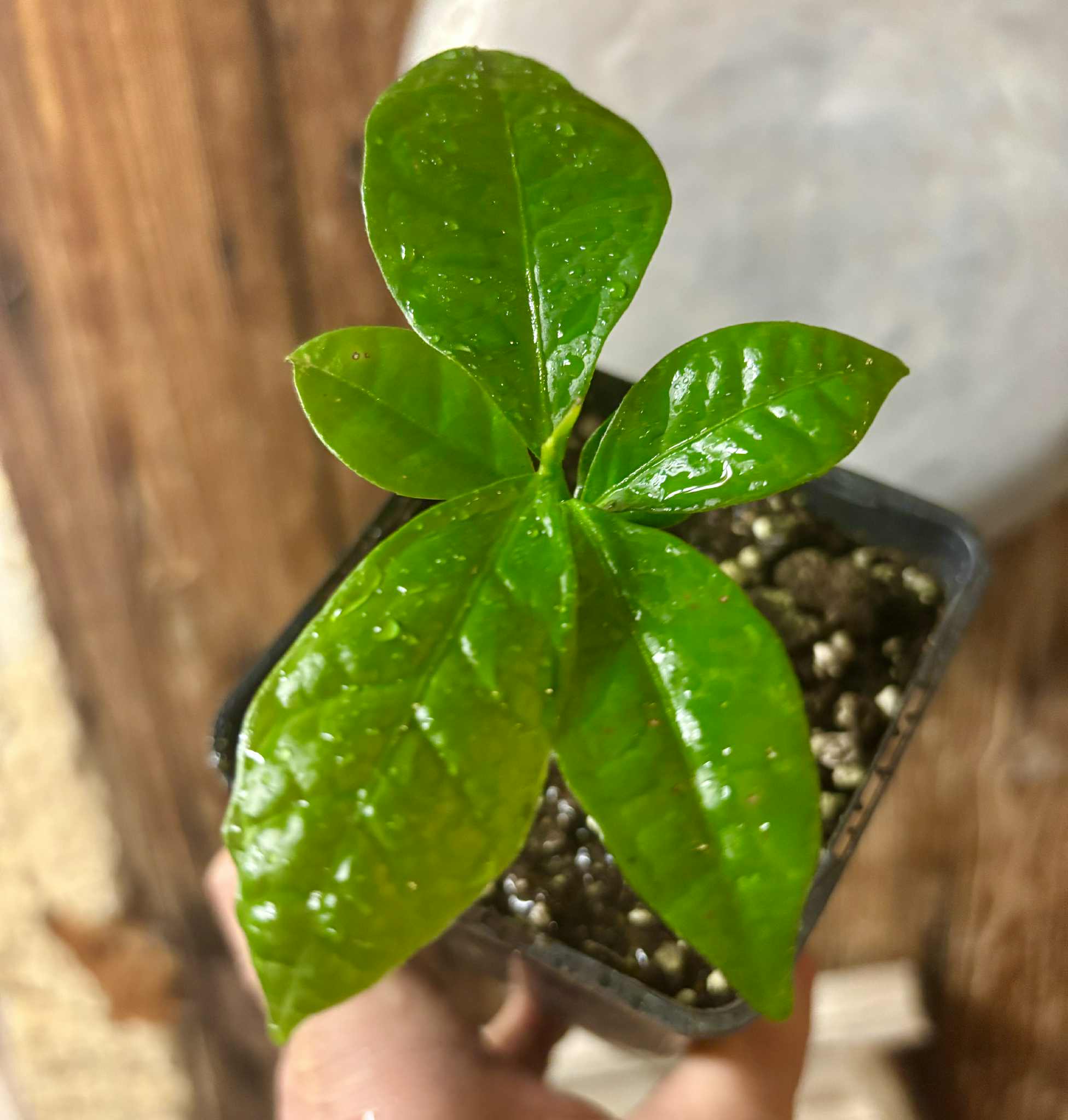 Cymbopetalum brasiliensis - 1 potted seedling / 1 getopfter Sämling