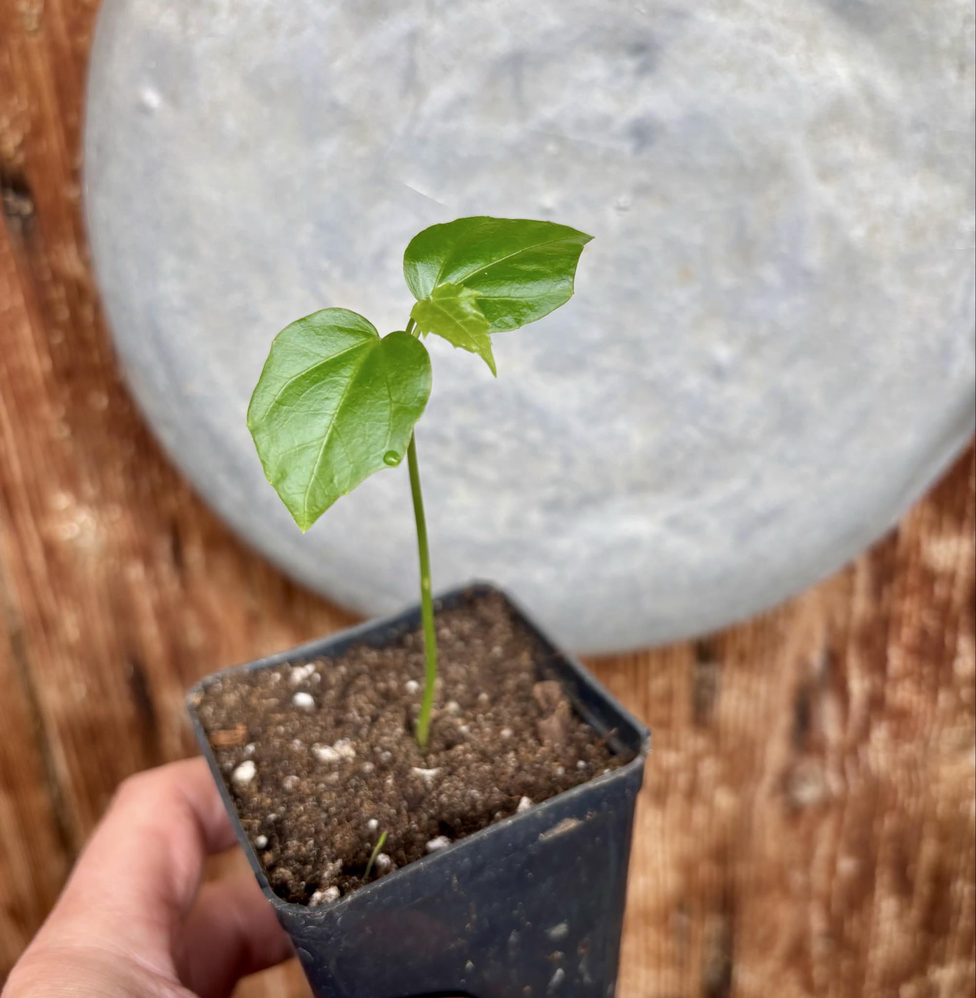 Psiguria umbrosa - 1 small potted seedling / 1 kleiner, getopfter Sämling