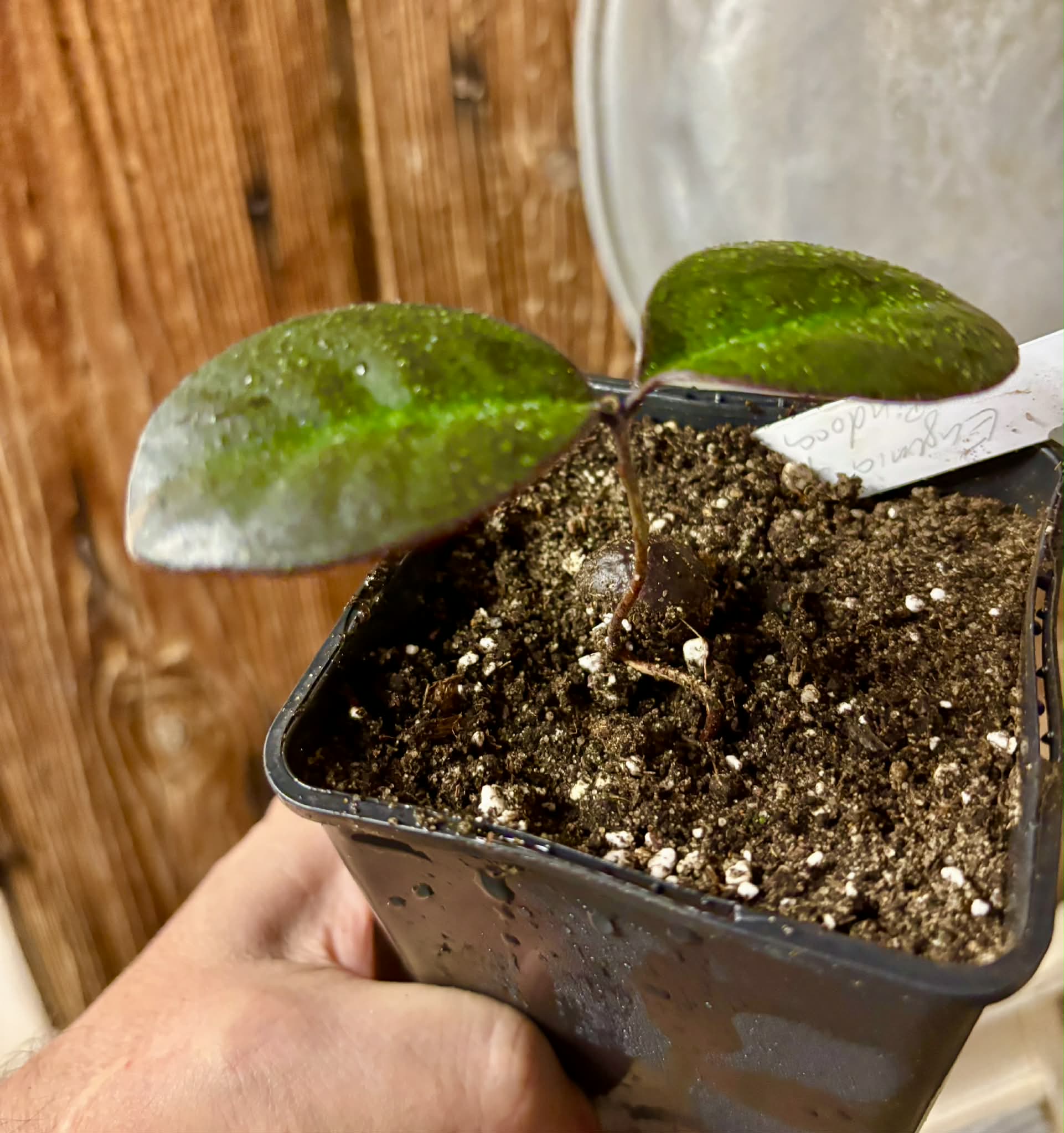 Eugenia sp Pindoca - 1 potted seedling / 1 getopfter Sämling