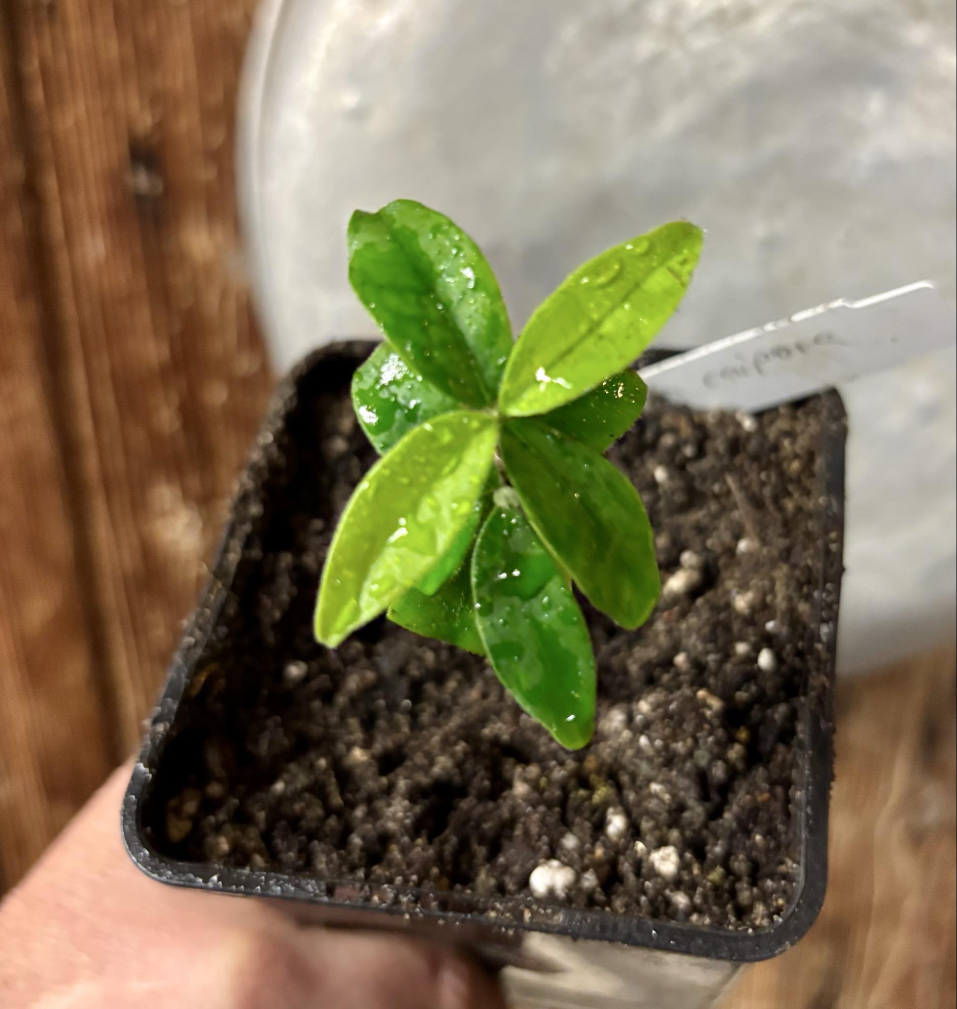 Eugenia caipora BIG -  1 potted plant / 1 getopfte Pflanze