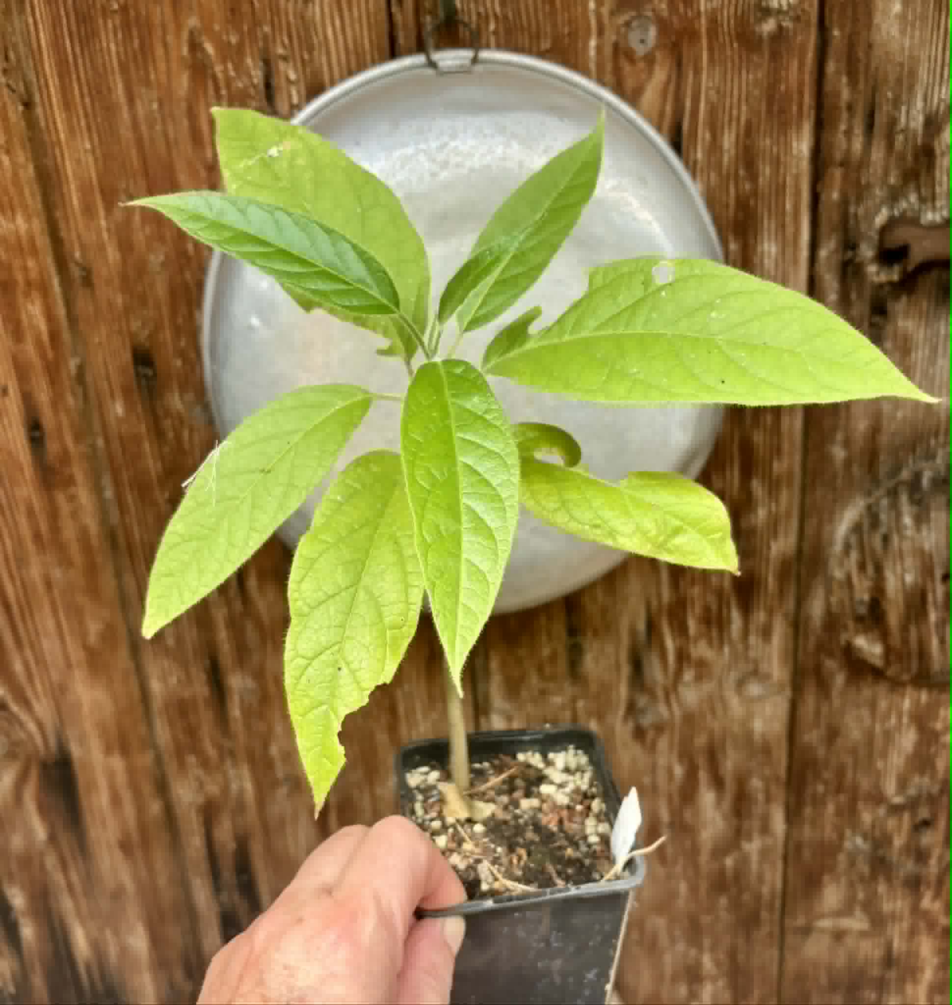 Solanum luridifuscescens - Tomatao Verde Piloso - 1 potted seedling / 1 getopfter Sämling