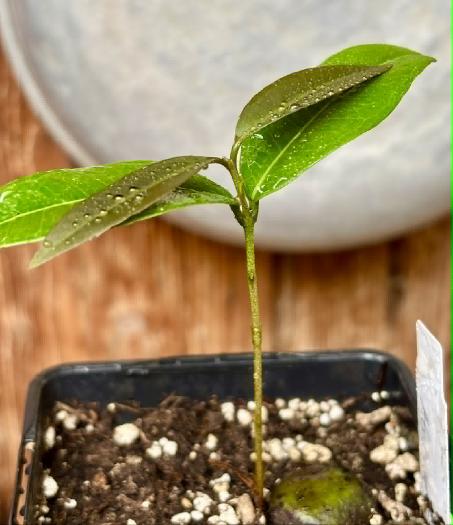 Eugenia sp Abacate -  1 potted seedling / 1 getopfter Sämling