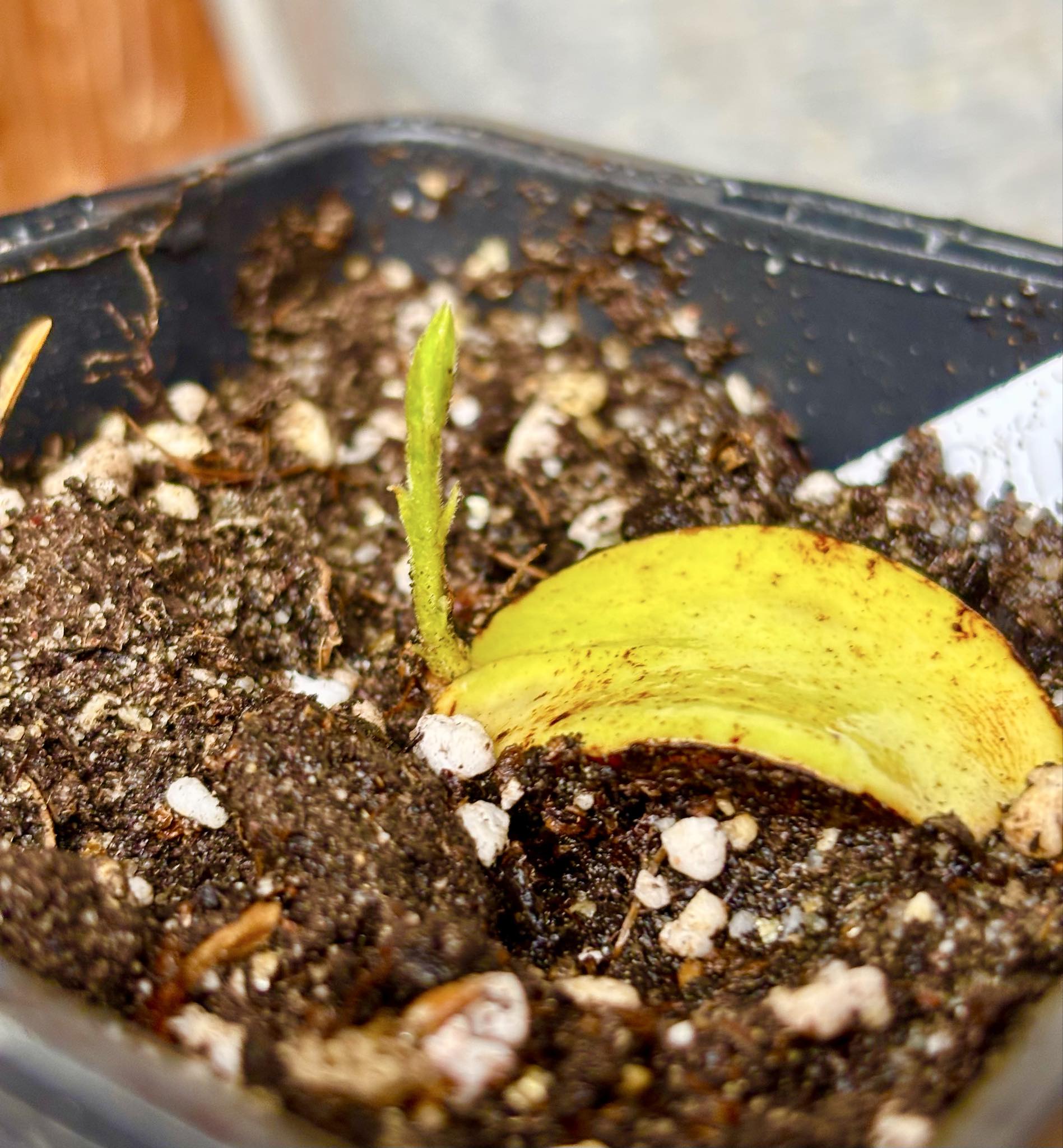 Cambucá-de-calo - (Plinia callosa) -  1 potted seedling / 1 getopfter Sämling