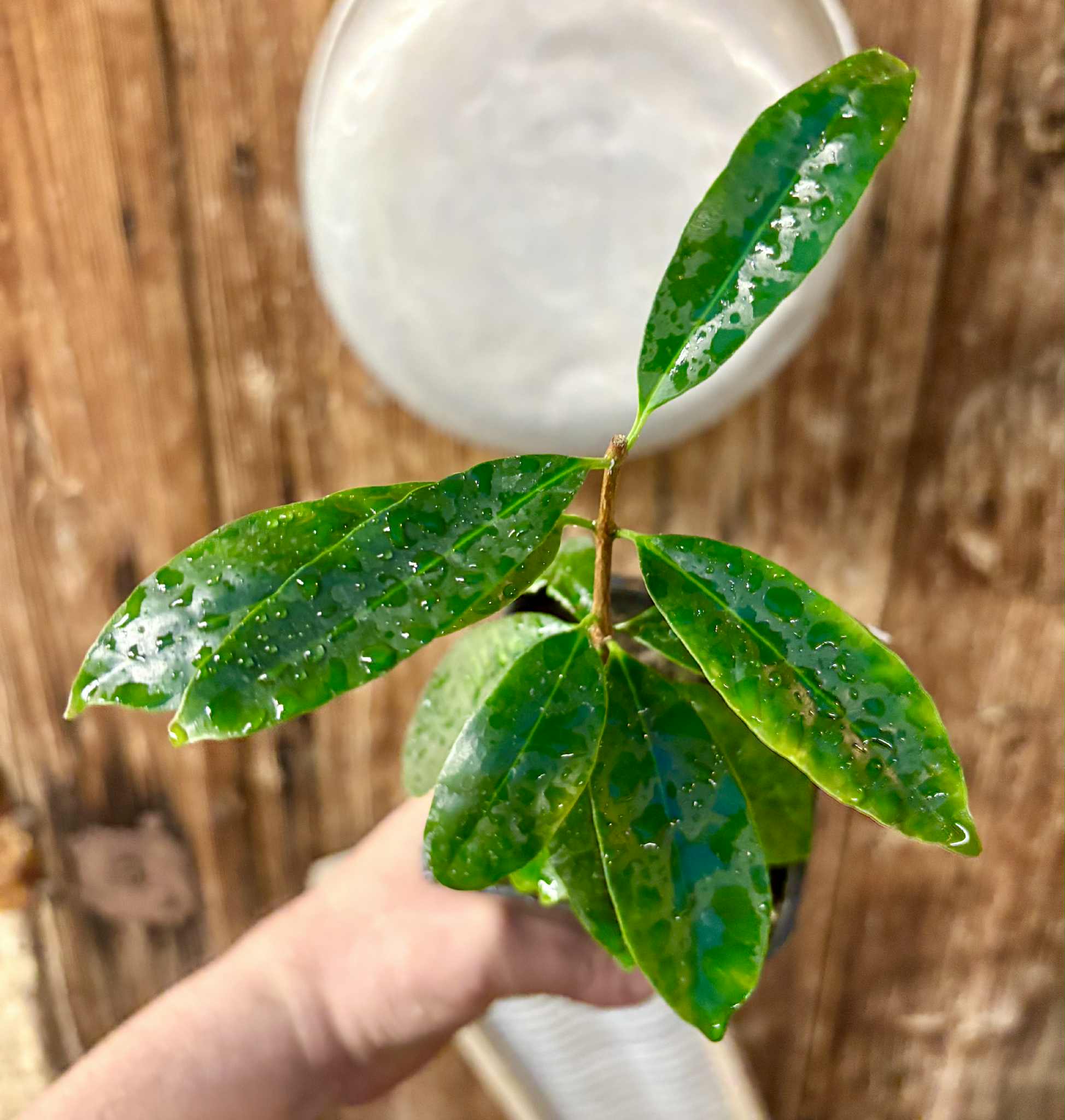 Eugenia flamingensis - 1 potted seedling / 1 getopfter Sämling