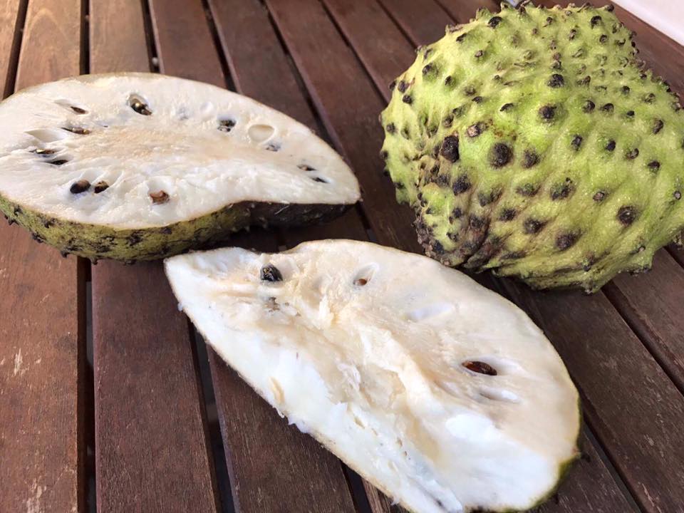 Annona muricata - Soursop / Stachelannone fiberless - 1 potted plant / 1 getopfte Pflanze