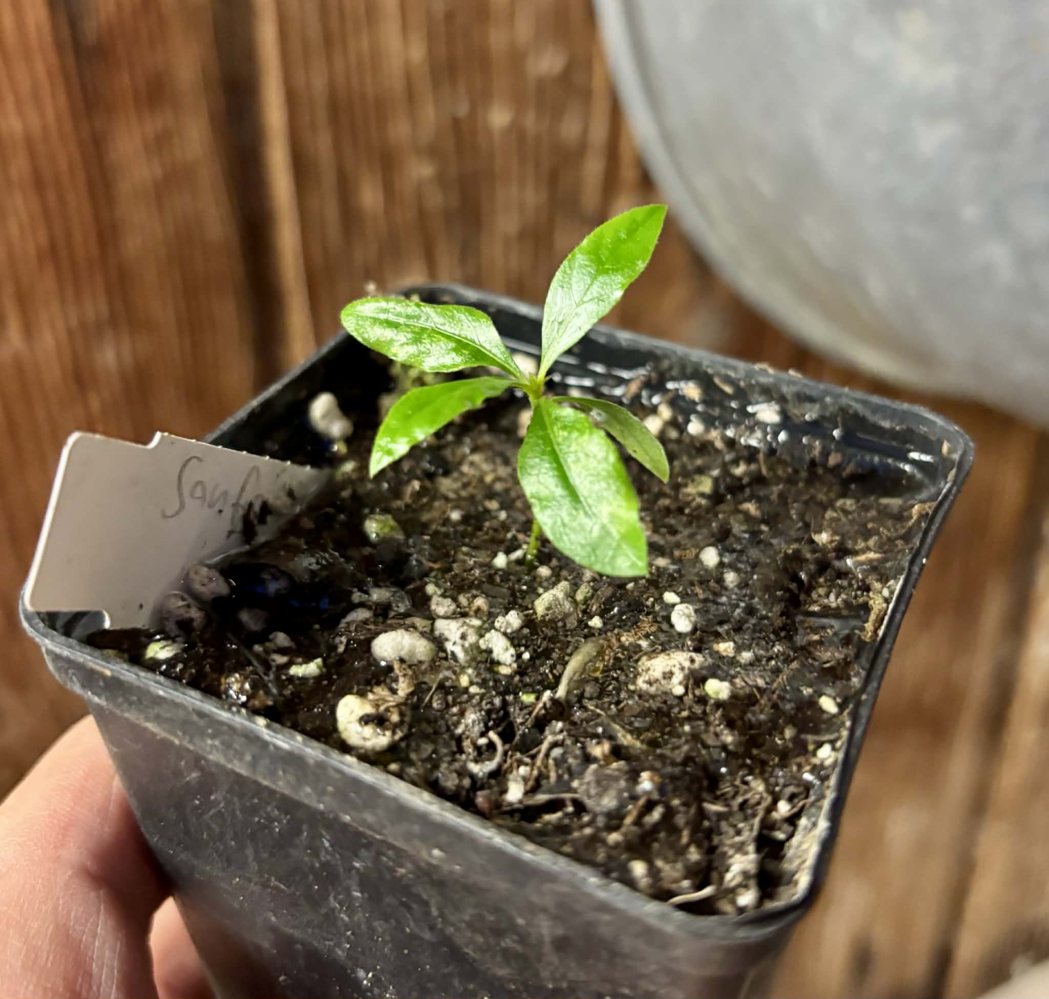 Sanfona (Melanopsidium nigrum) - 1 small potted seedling / 1 kleiner, getopfter Sämling