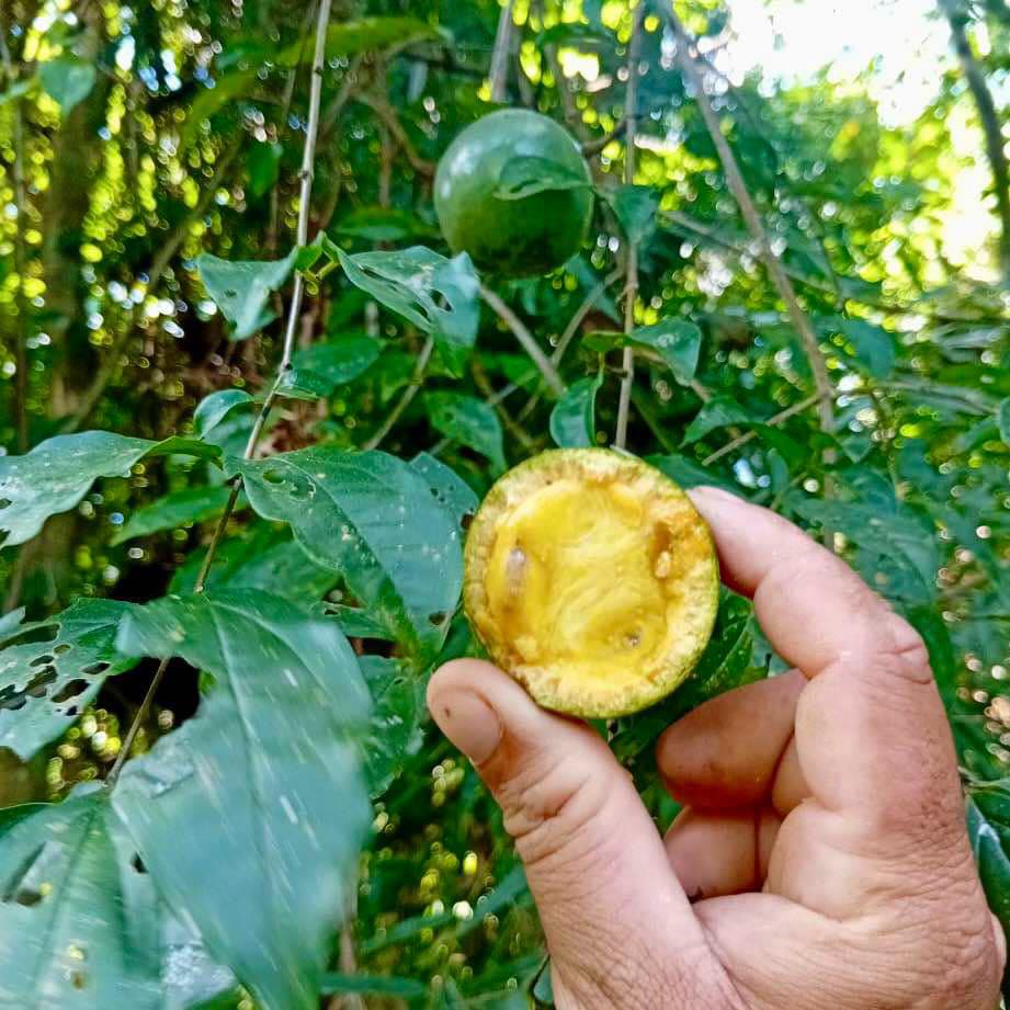 only one available - Achocon (Leonia glycycarpa) - 1 germinated seed / 1 gekeimter Samen