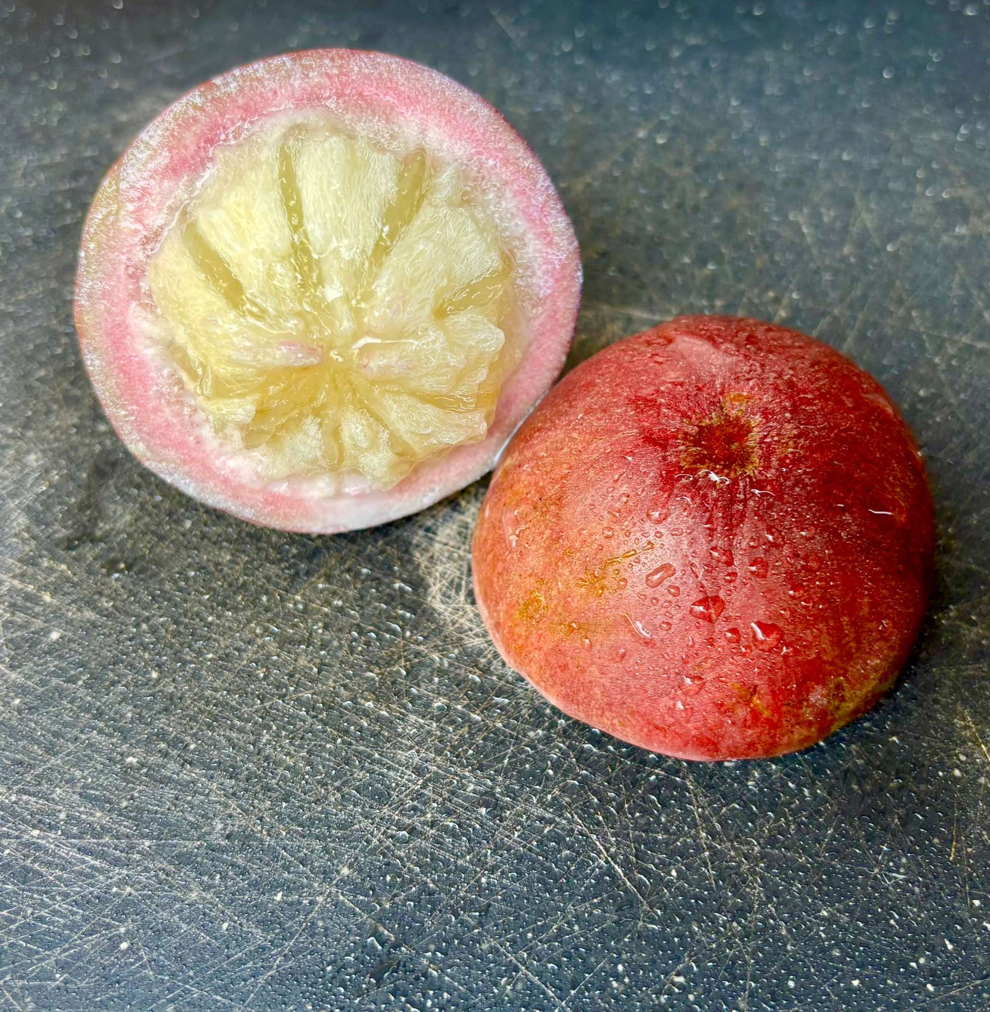 Star Apple - Chrysophyllum cainito - 1 fresh seed / 1 frischer Samen