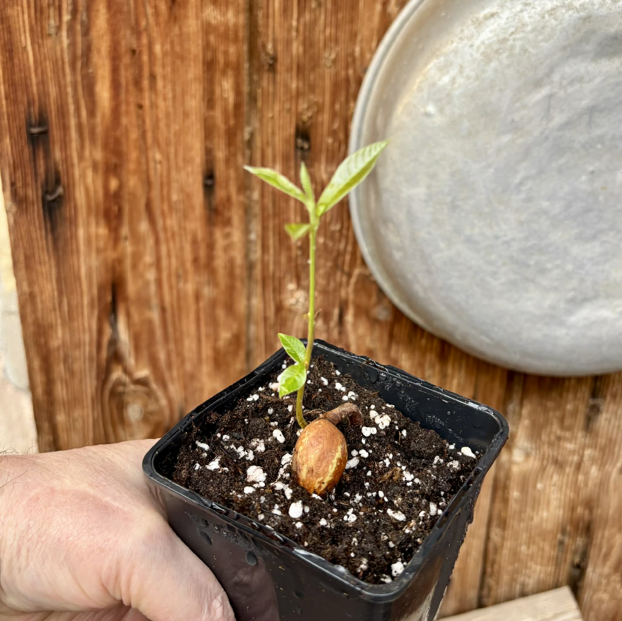 Pradosia sp Rondonia - 1 potted seedling / 1 getopfter Sämling