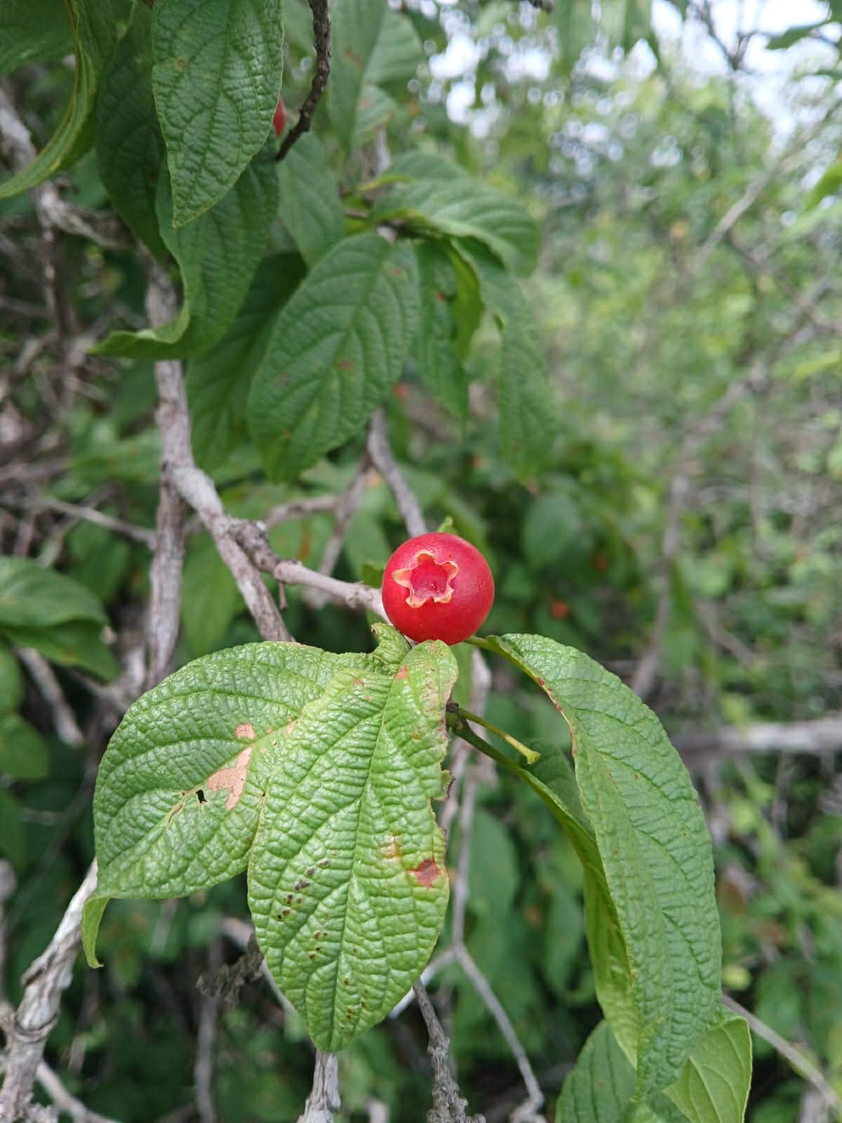 pre Order - Campomanesia aromatica var. Red - 1 fresh seed / 1 frischer Samen