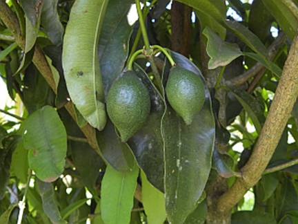 Pre Order - Garcinia sp Apostoloi - 1 fresh seed / 1 frischer Samen