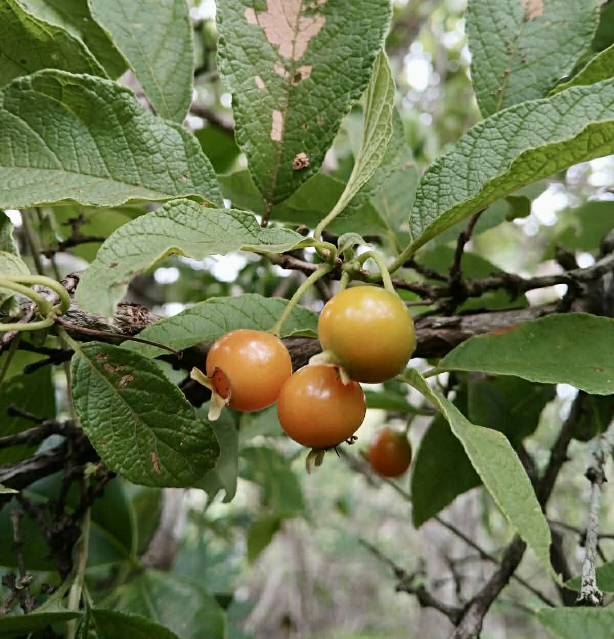 pre Order - Campomanesia aromatica var. Orange - 1 fresh seed / 1 frischer Samen