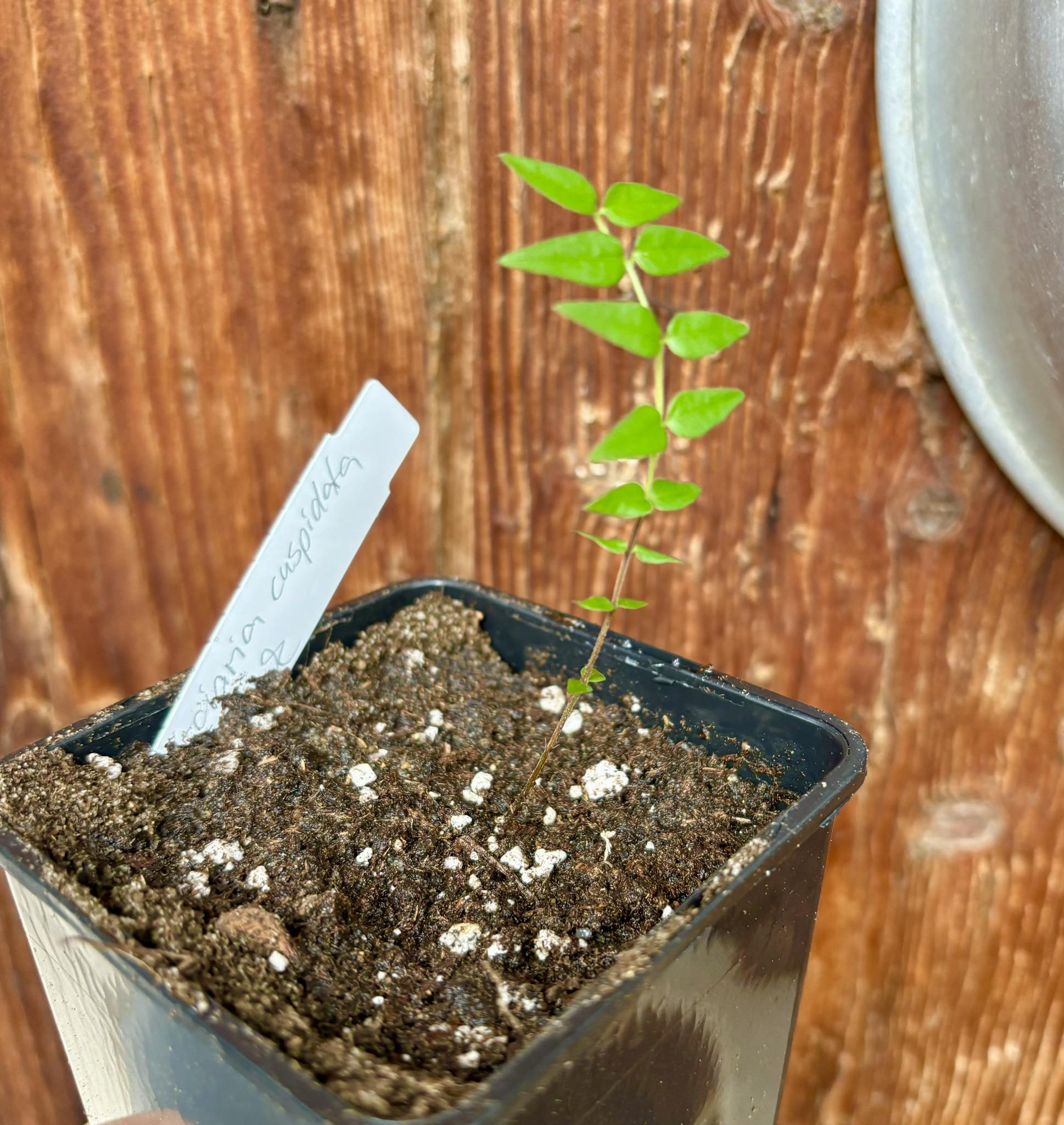 Myrciaria cuspidata BLACK - 1 potted plant / 1 getopfte Pflanze