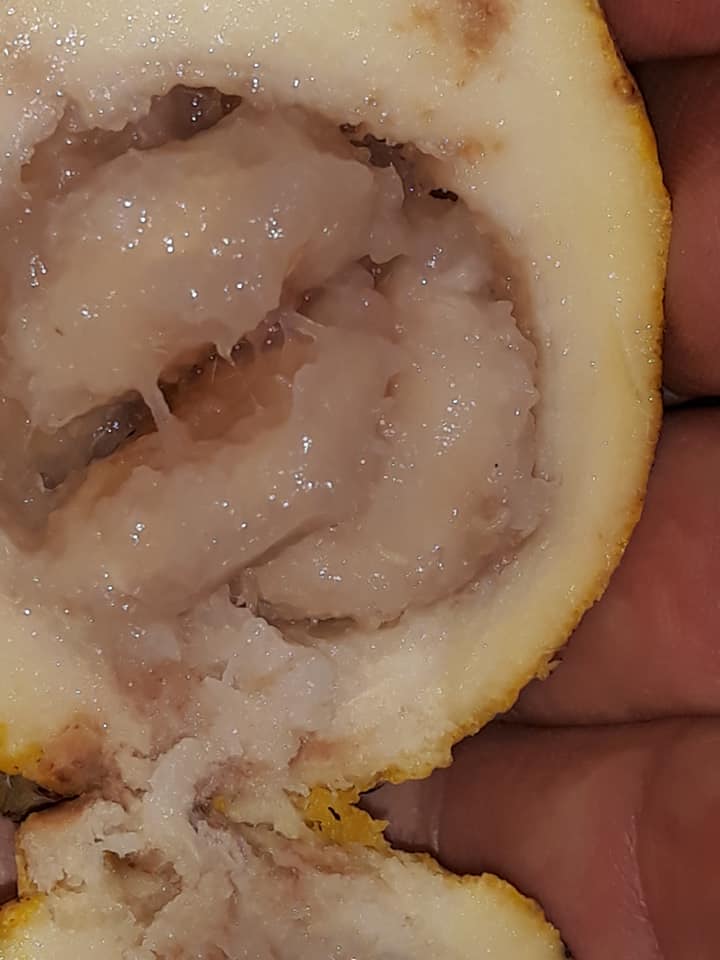 Campomanesia laurifolia -  1 fresh seed / 1 frischer Samen