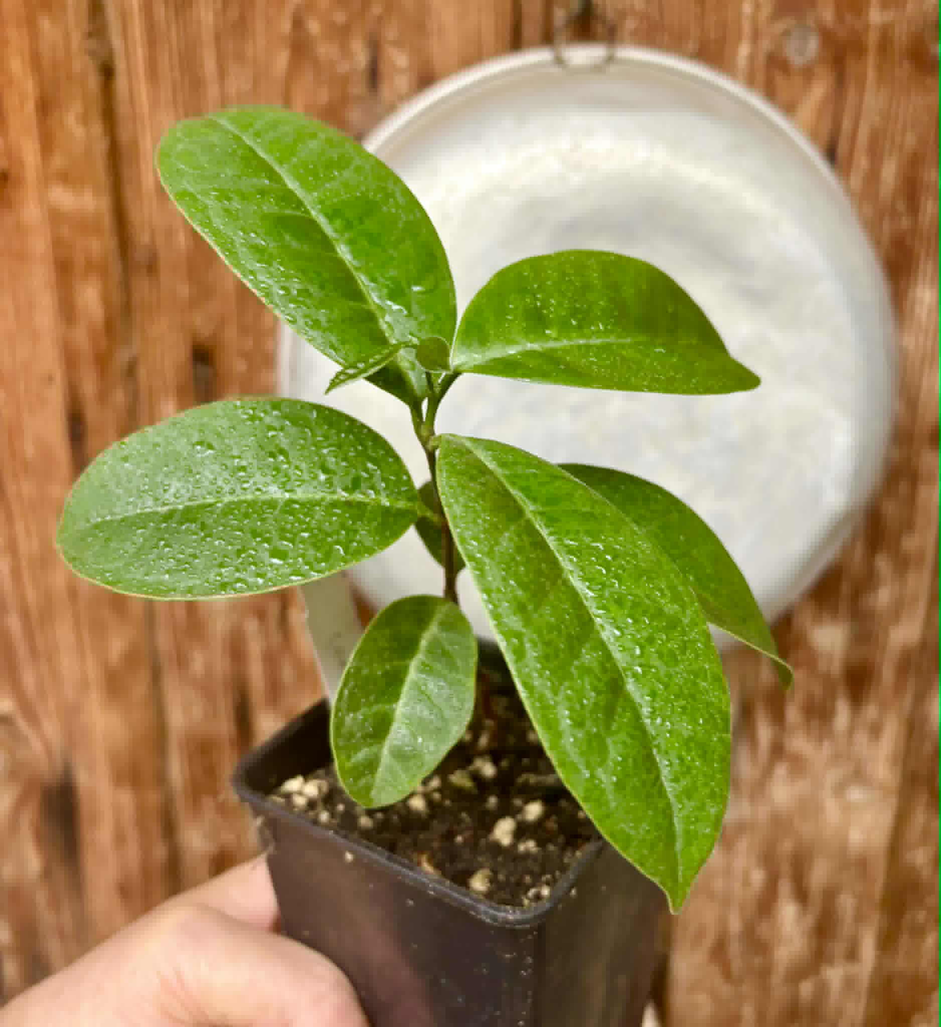 Eugenia bahiensis  - 1 potted plant / 1 getopfte Pflanze