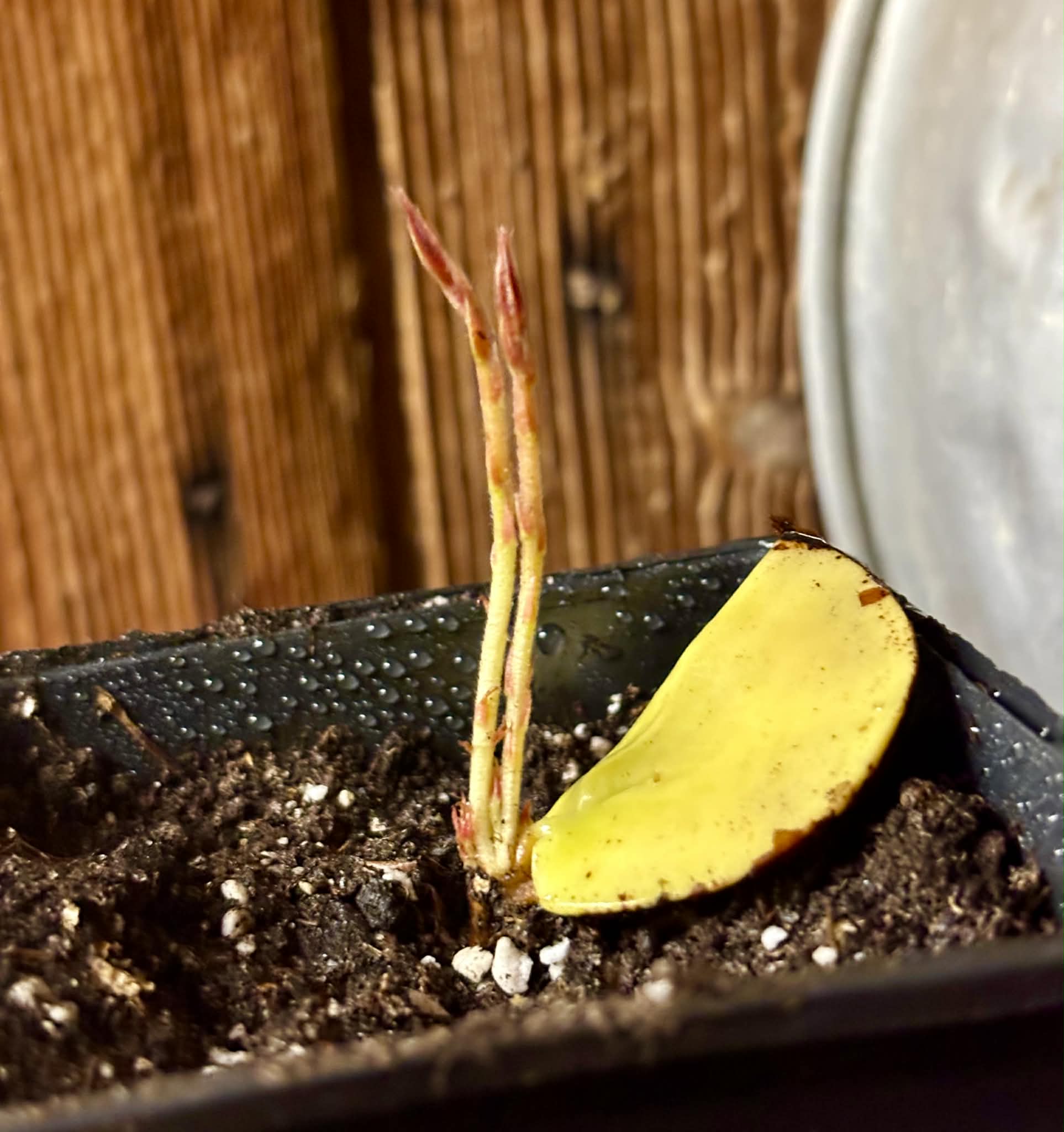 2 shots - Plinia longiacuminata -  1 potted seedling / 1 getopfter Sämling