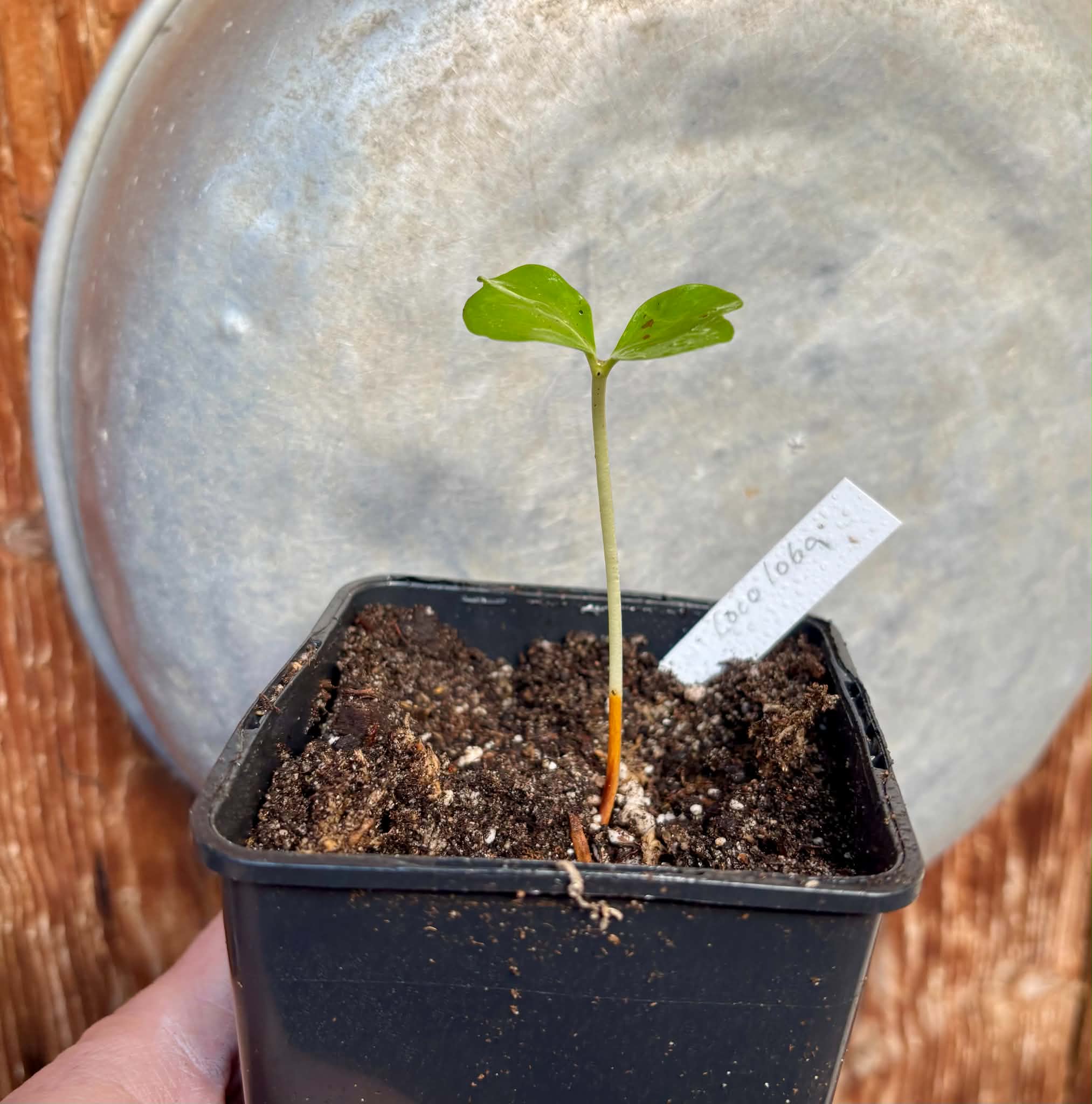 Sea Grape (Coccoloba uvifera)  -  1 potted seedling / 1 getopfter Sämling