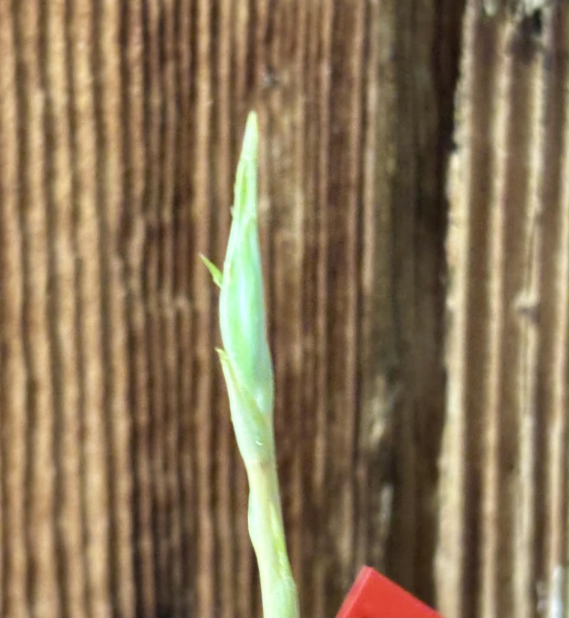 Eugenia sp Itayuba - 1 potted seedling / 1 getopfter Sämling