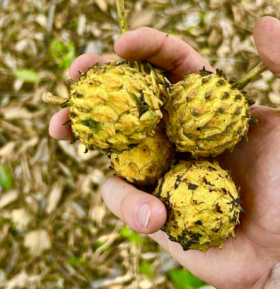 Annona rensoniana  - 2 germinated seeds / 2 gekeimte Samen