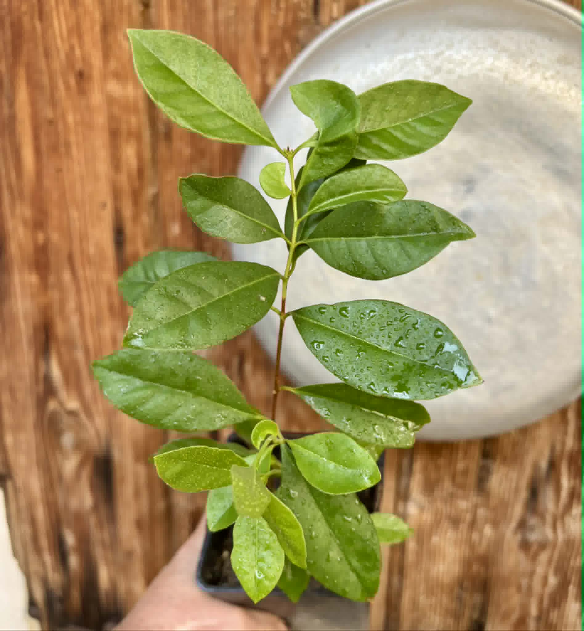 Psidium cattleyanum - Strawberry Guava  - 1 potted plant / 1 getopfte Pflanze