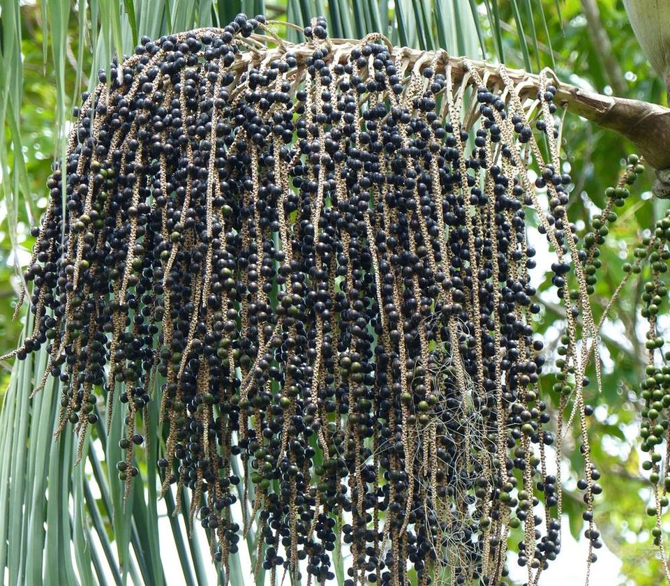 Acai (Euterpe oleracea) -  1 germinated seed / 1 gekeimter Samen