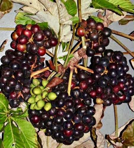 Amazon Tree Grape (Pourouma cecropiifolia)  - 1 fresh seed / 1 frischer Samen