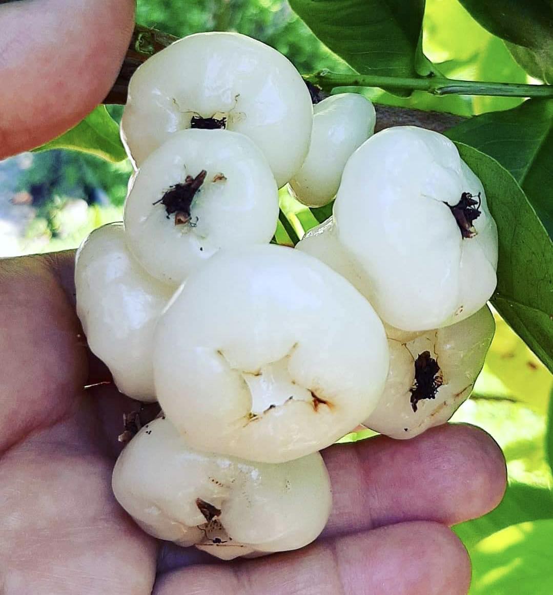 Syzygium aqueum - Water Apple - 1 rooted cutting - 1 bewurzelter Steckling