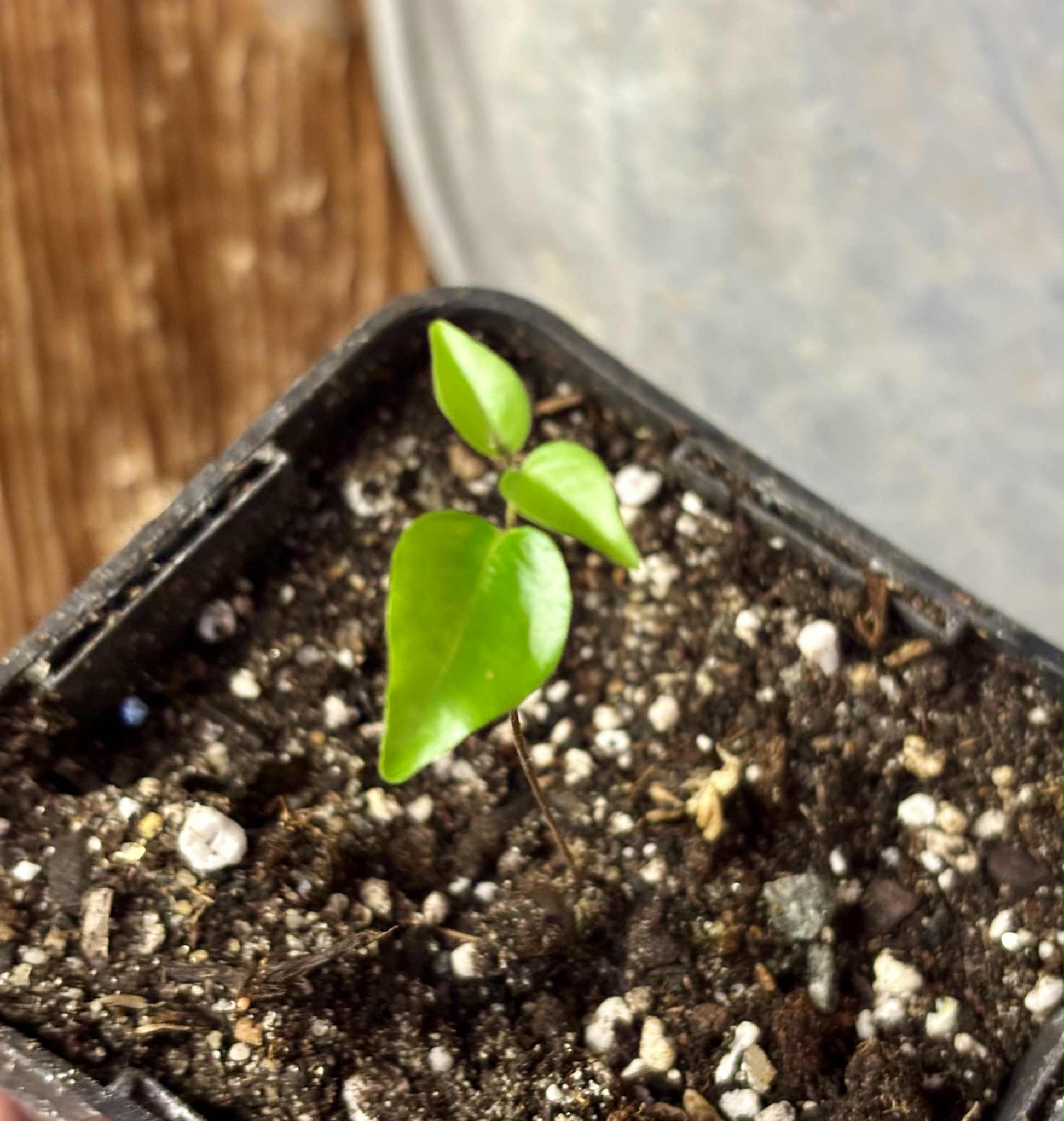 Guamirim Cereja do Sul (Eugenia modesta) - 1 potted seedling / 1 getopfter Sämling