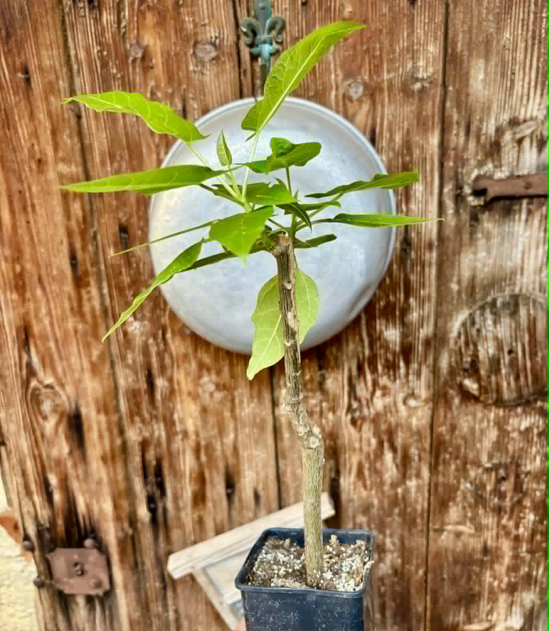 rooted cutting - Oak Leaf Papaya (Vasconcellea quercifolia) - 1 potted plant / 1 getopfte Pflanze