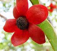 Uvaria rufa - 1 potted plant / 1 getopfte Pflanze Uvaria rufa - 1 potted plant / 1 getopfte Pflanze